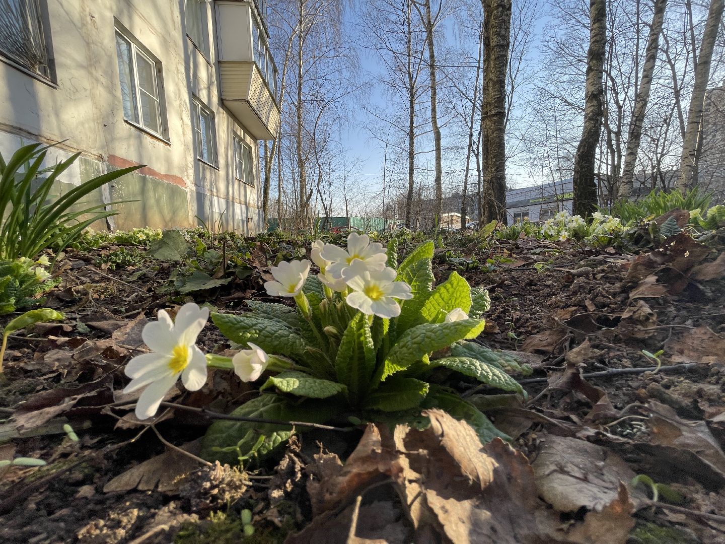Весна, Одинцово, цветы, благоустройство, соседи, двор,