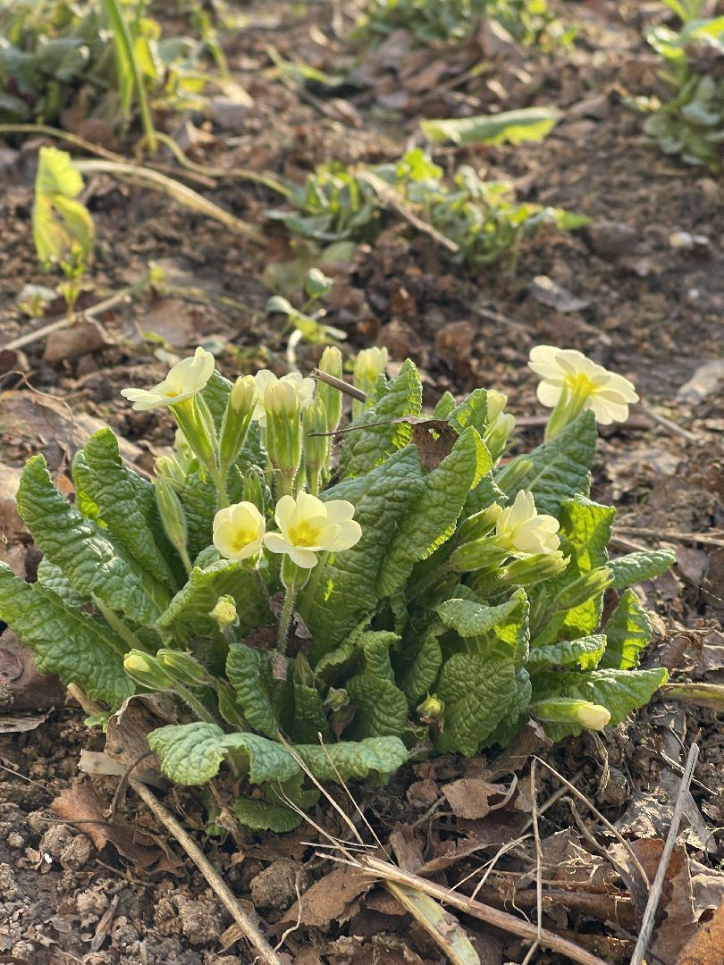 Весна, Одинцово, цветы, благоустройство, соседи, двор,