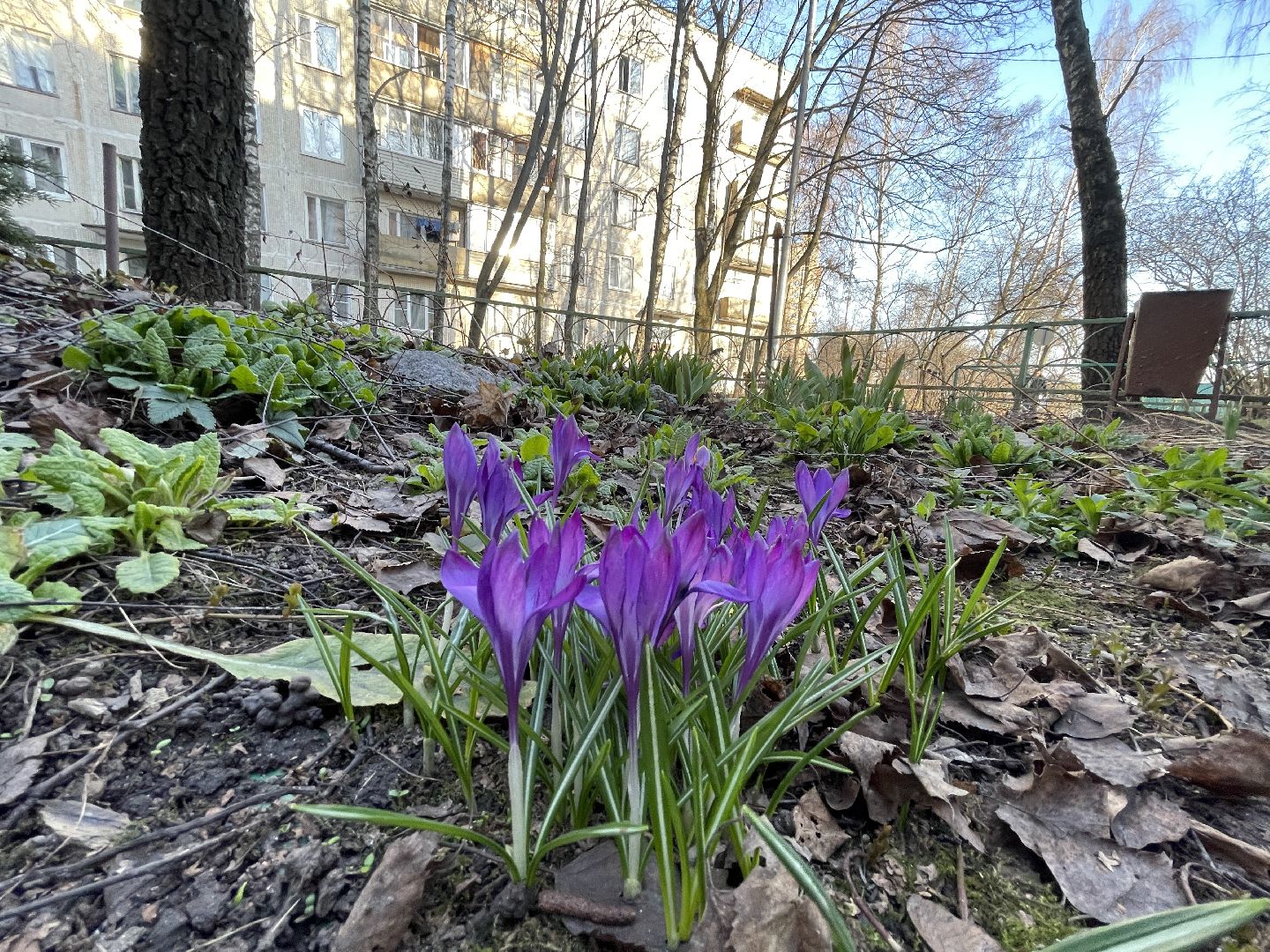 Весна, Одинцово, цветы, благоустройство, соседи, двор,