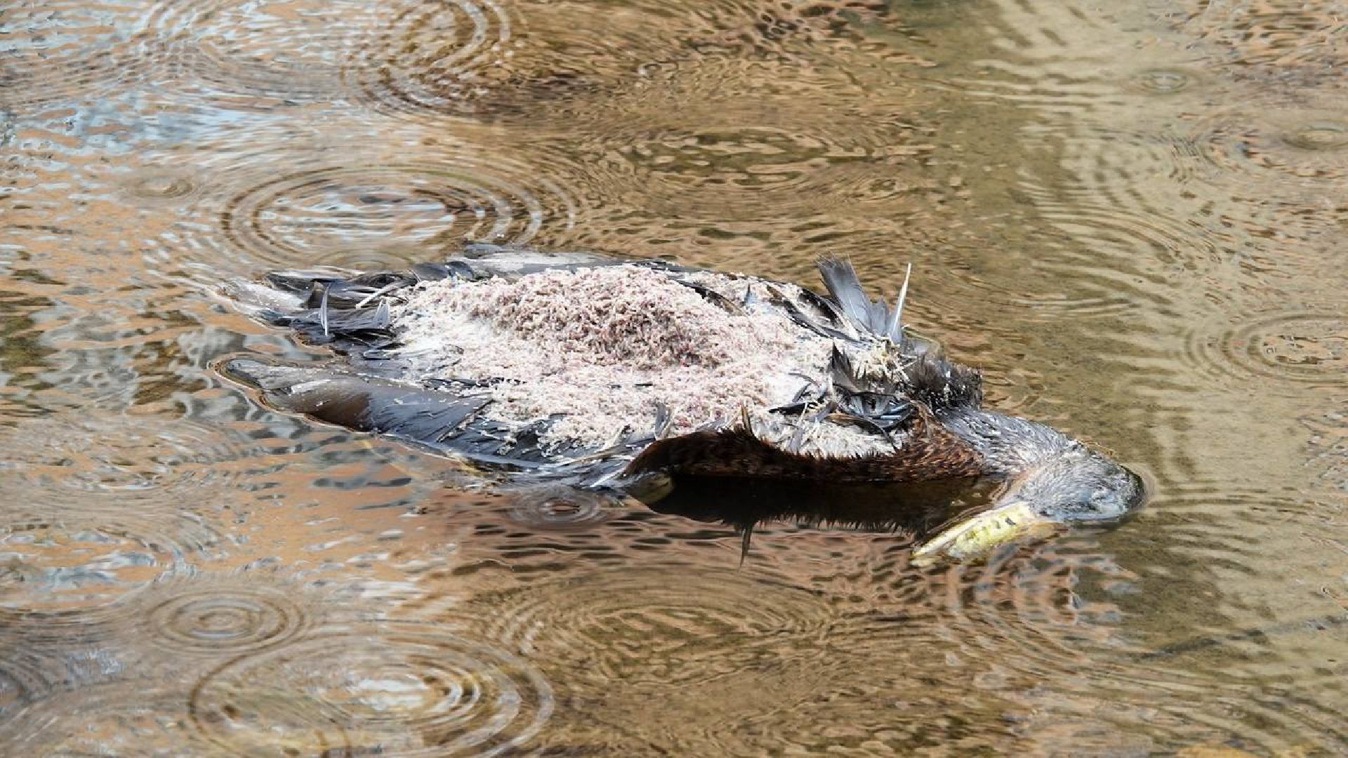 Экология, Министерство экологии МО,Утки, Сергиев Посад, Ветеринарная служба,