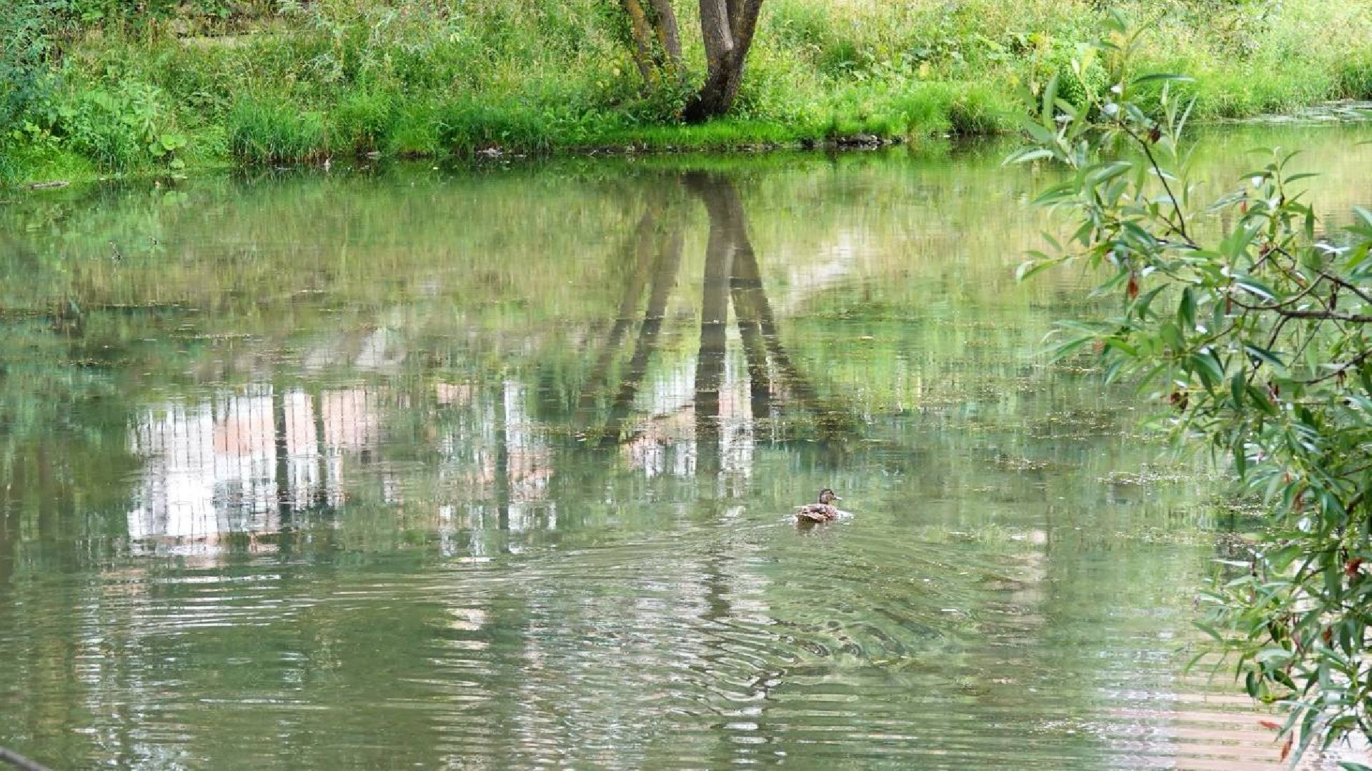 Экология, Министерство экологии МО,Утки, Сергиев Посад, Ветеринарная служба,