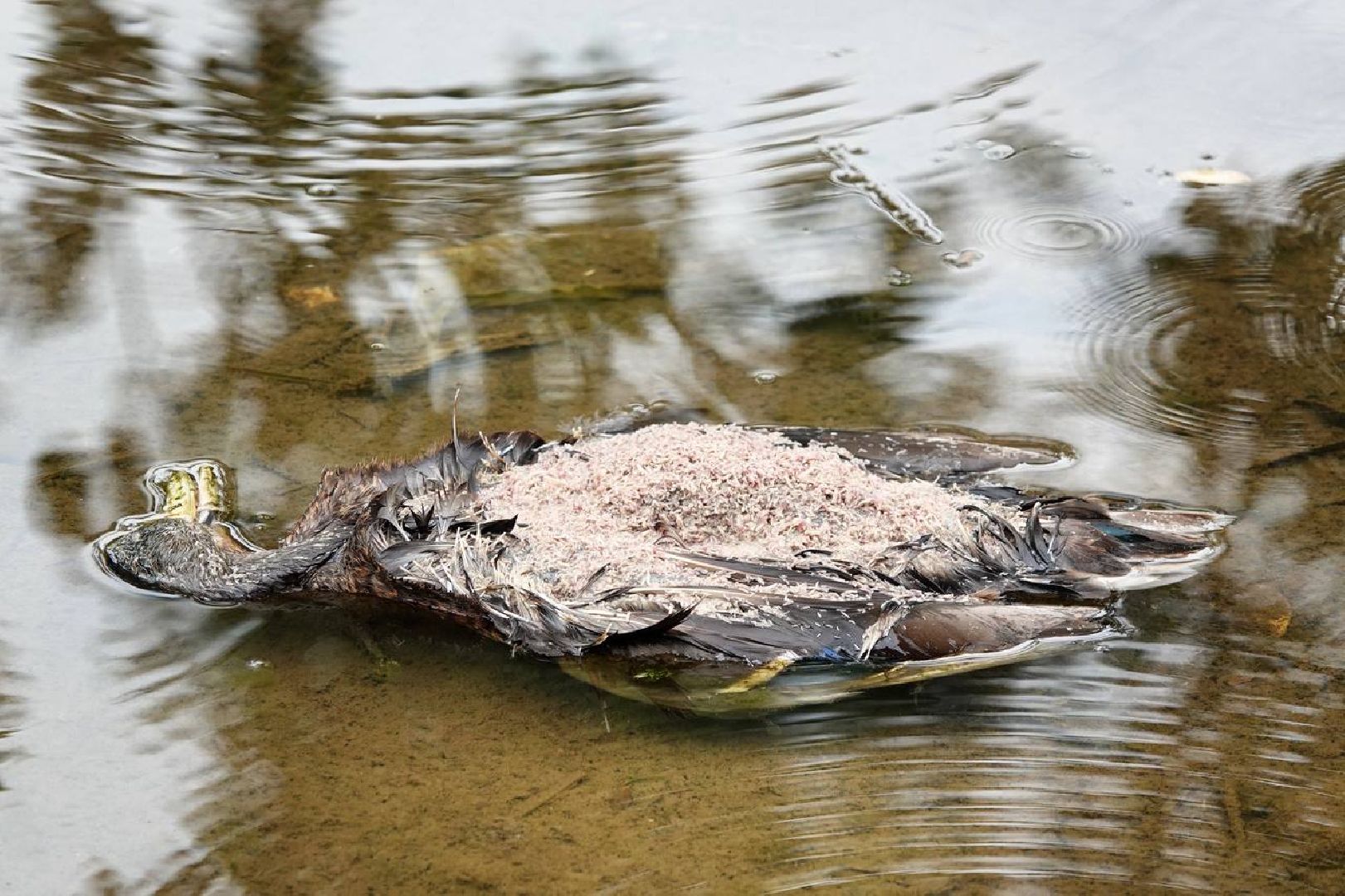 Экология, Министерство экологии МО,Утки, Сергиев Посад, Ветеринарная служба,