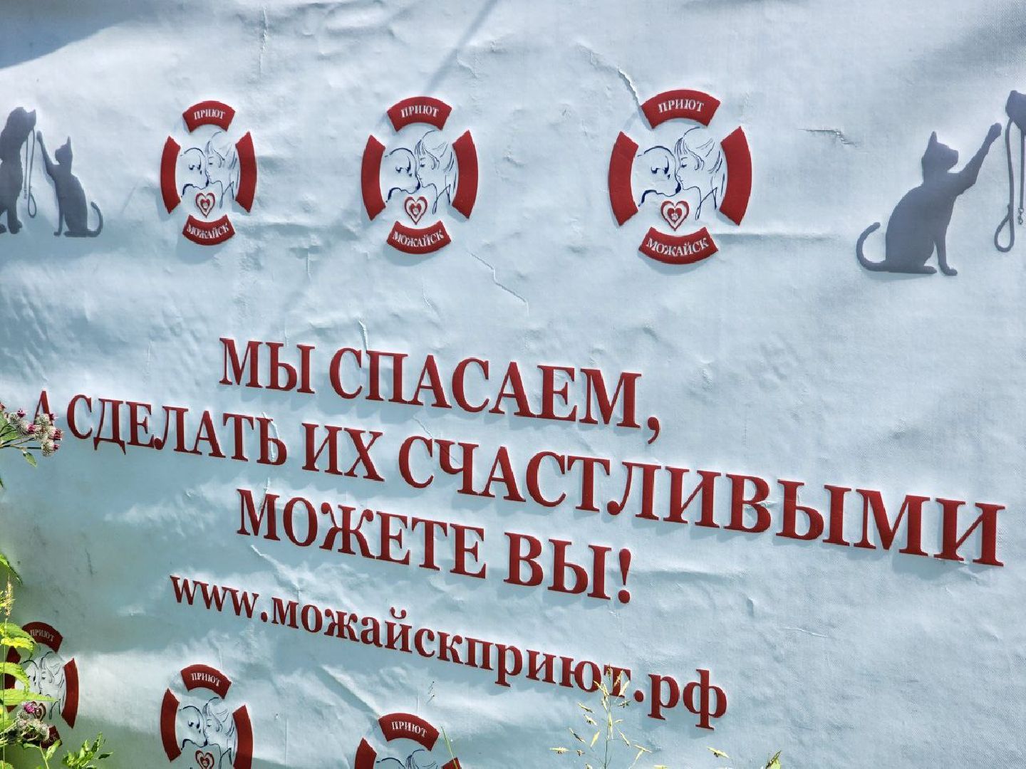 можайск, можайский городской округ, подмосковье, приют для животных, бездомные собаки, животные, ищут дом, бездомные животные,