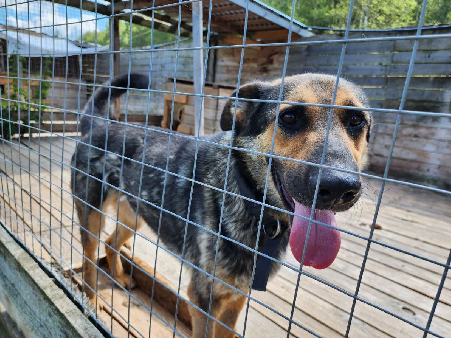можайск, можайский городской округ, подмосковье, приют для животных, бездомные собаки, животные, ищут дом, бездомные животные,
