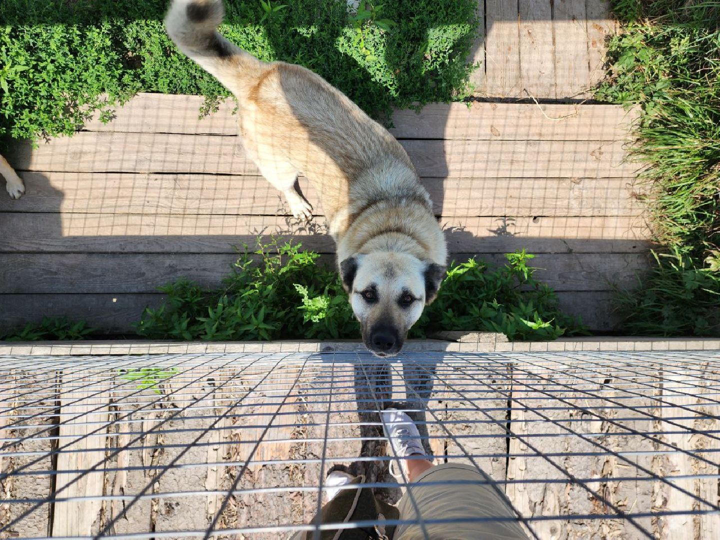 можайск, можайский городской округ, подмосковье, приют для животных, бездомные собаки, животные, ищут дом, бездомные животные,