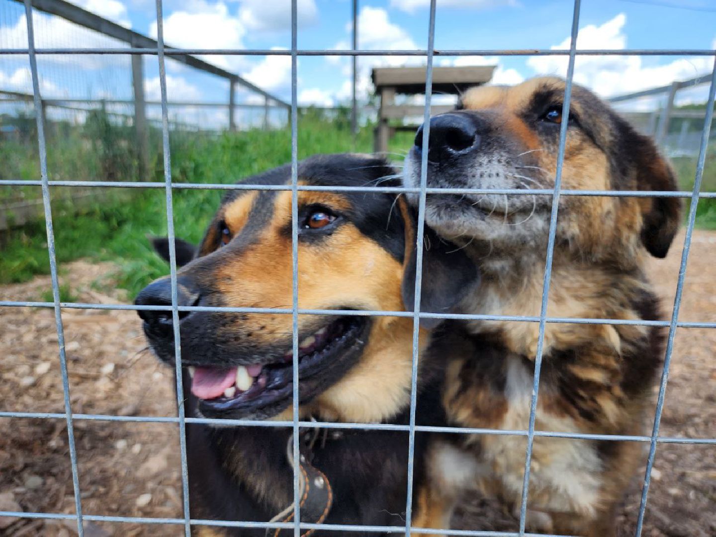 можайск, можайский городской округ, подмосковье, приют для животных, бездомные собаки, животные, ищут дом, бездомные животные,