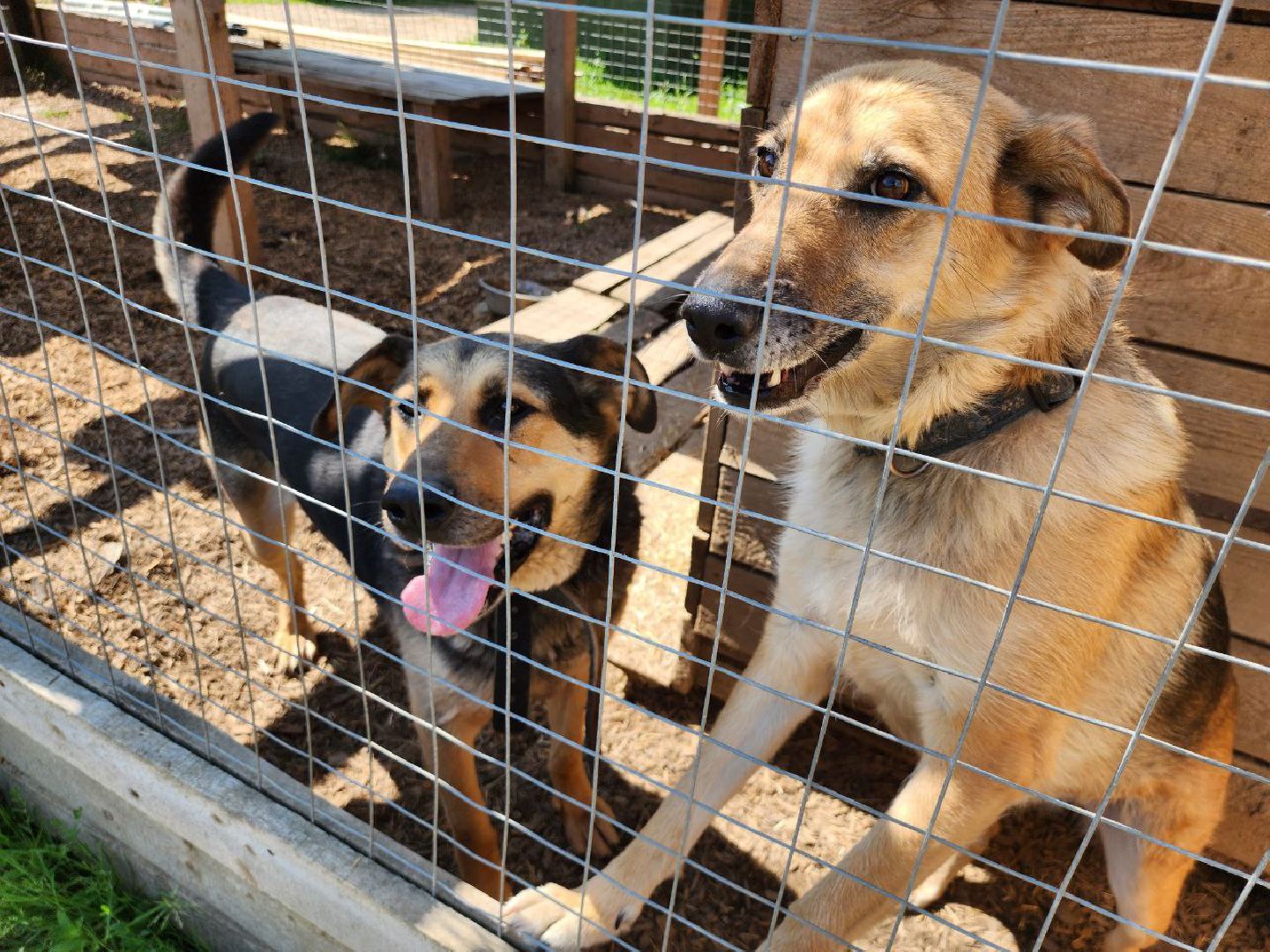 можайск, можайский городской округ, подмосковье, приют для животных, бездомные собаки, животные, ищут дом, бездомные животные,