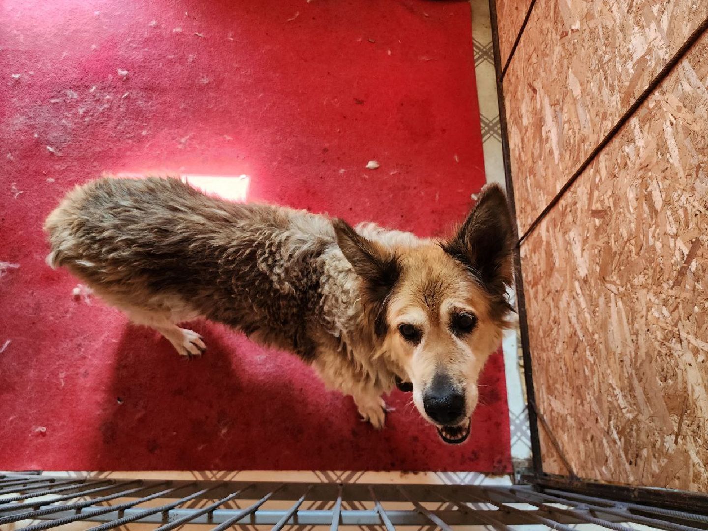 можайск, можайский городской округ, подмосковье, приют для животных, бездомные собаки, животные, ищут дом, бездомные животные,