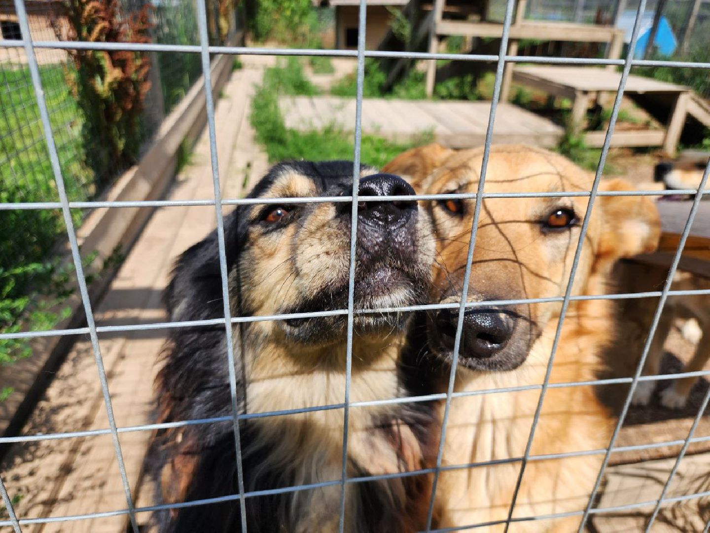 можайск, можайский городской округ, подмосковье, приют для животных, бездомные собаки, животные, ищут дом, бездомные животные,