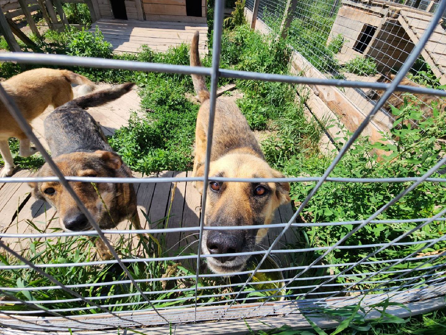 можайск, можайский городской округ, подмосковье, приют для животных, бездомные собаки, животные, ищут дом, бездомные животные,
