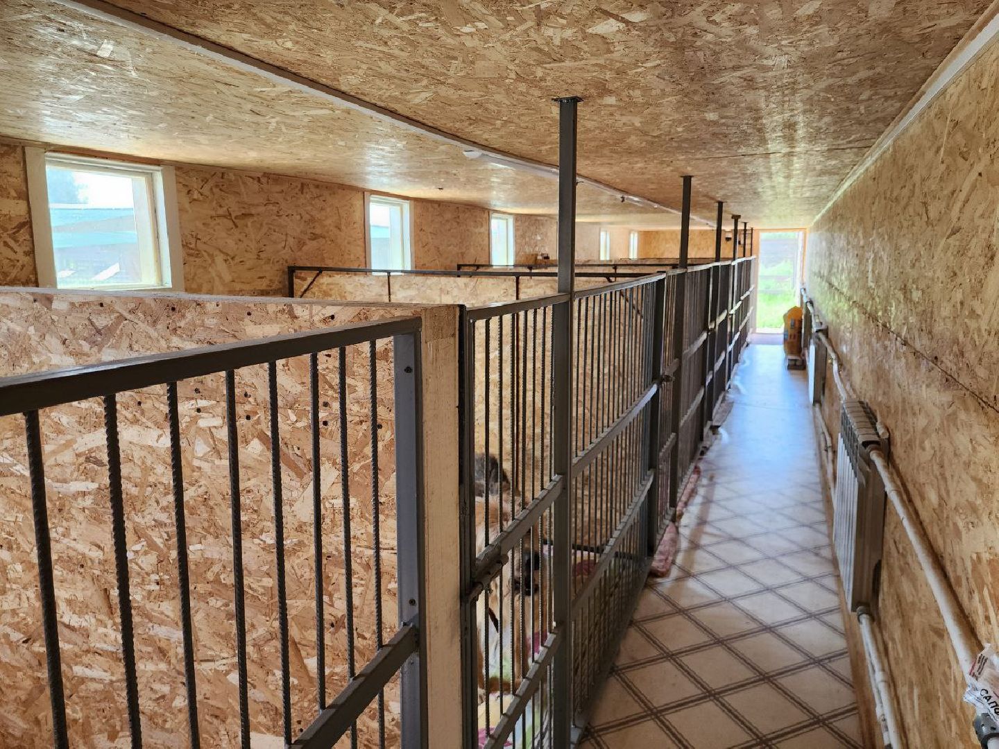 можайск, можайский городской округ, подмосковье, приют для животных, бездомные собаки, животные, ищут дом, бездомные животные,