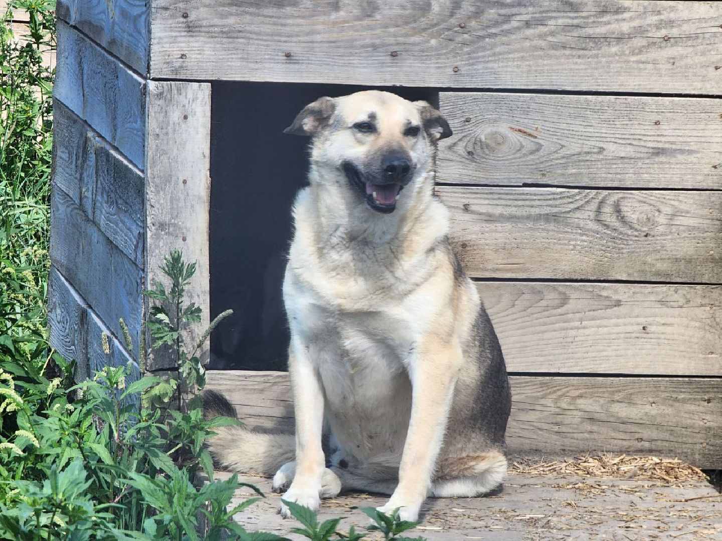 можайск, можайский городской округ, подмосковье, приют для животных, бездомные собаки, животные, ищут дом, бездомные животные,