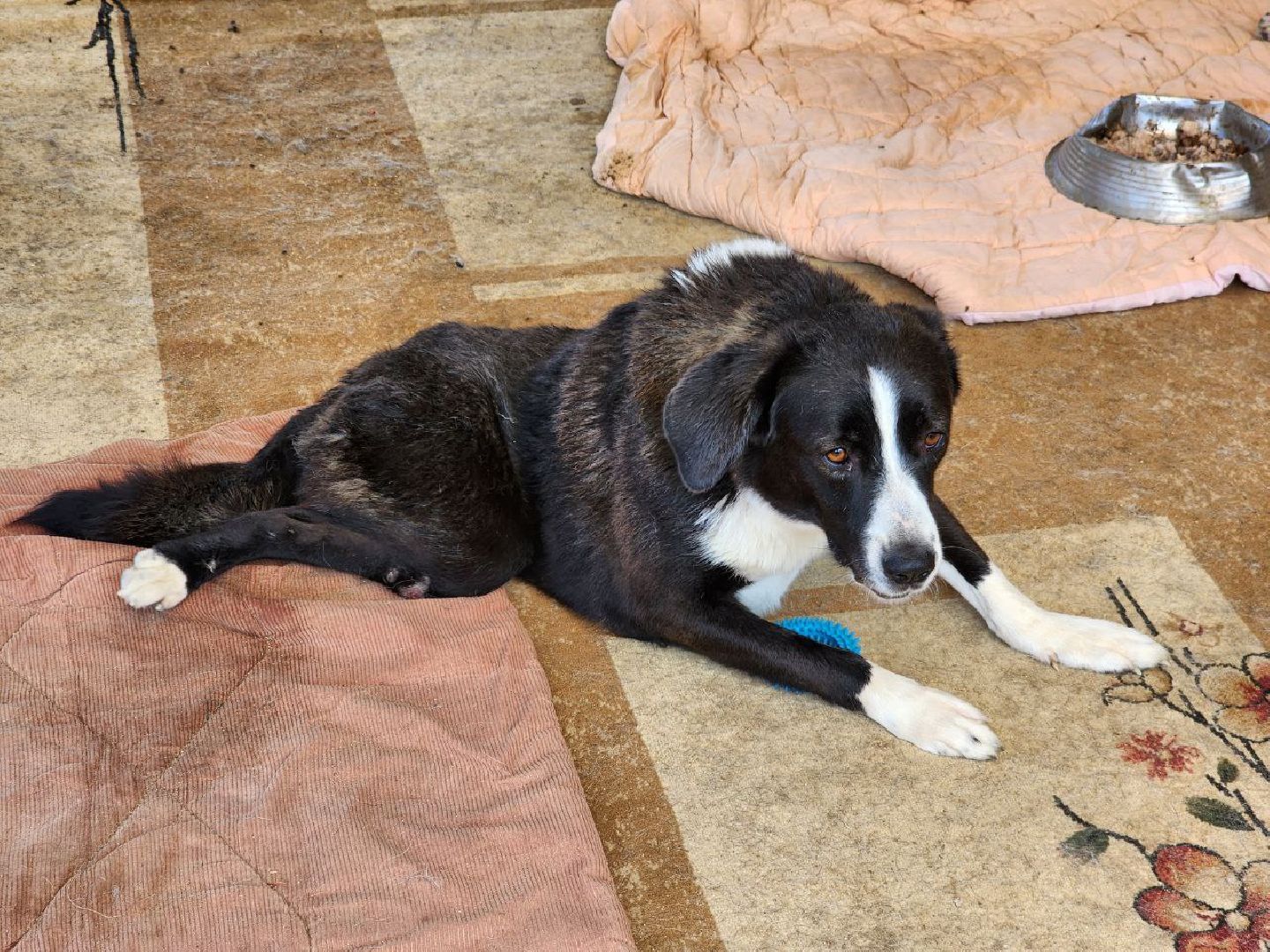 можайск, можайский городской округ, подмосковье, приют для животных, бездомные собаки, животные, ищут дом, бездомные животные,