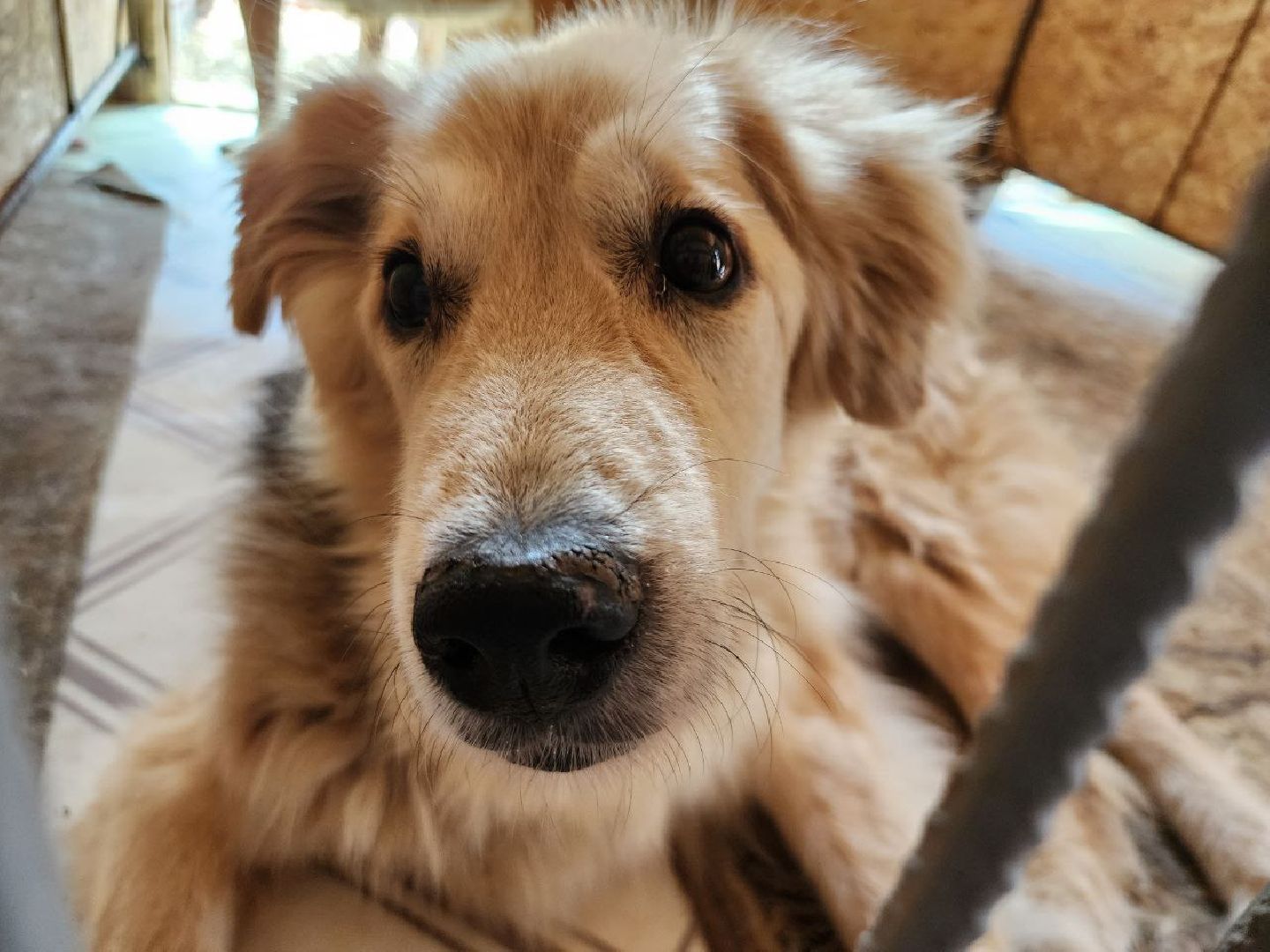 можайск, можайский городской округ, подмосковье, приют для животных, бездомные собаки, животные, ищут дом, бездомные животные,