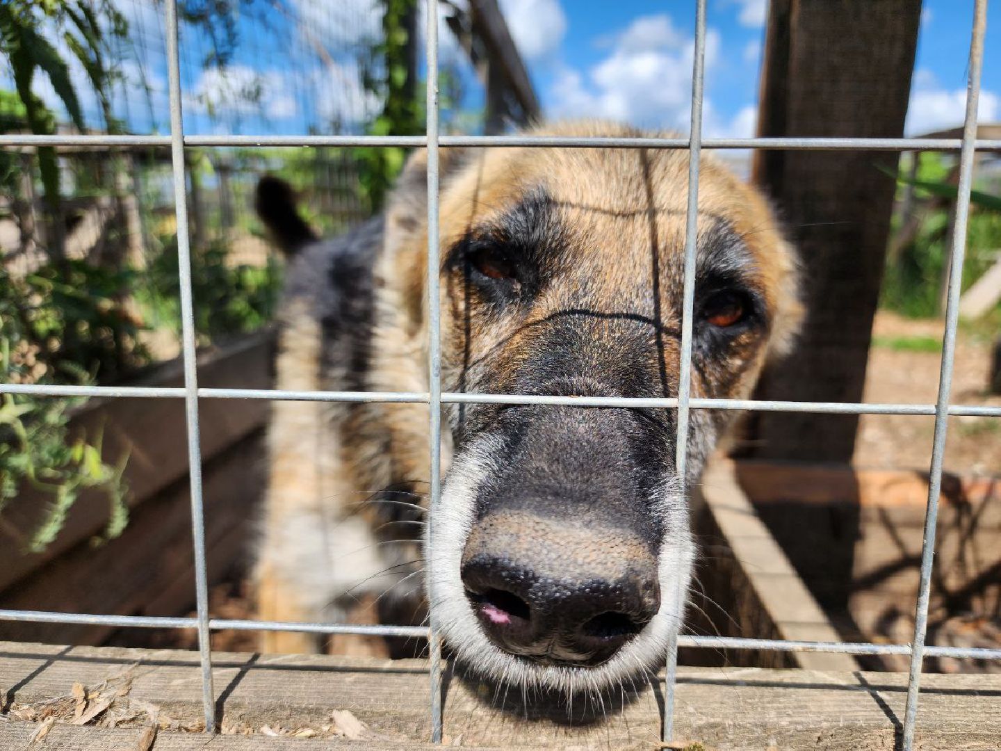 можайск, можайский городской округ, подмосковье, приют для животных, бездомные собаки, животные, ищут дом, бездомные животные,