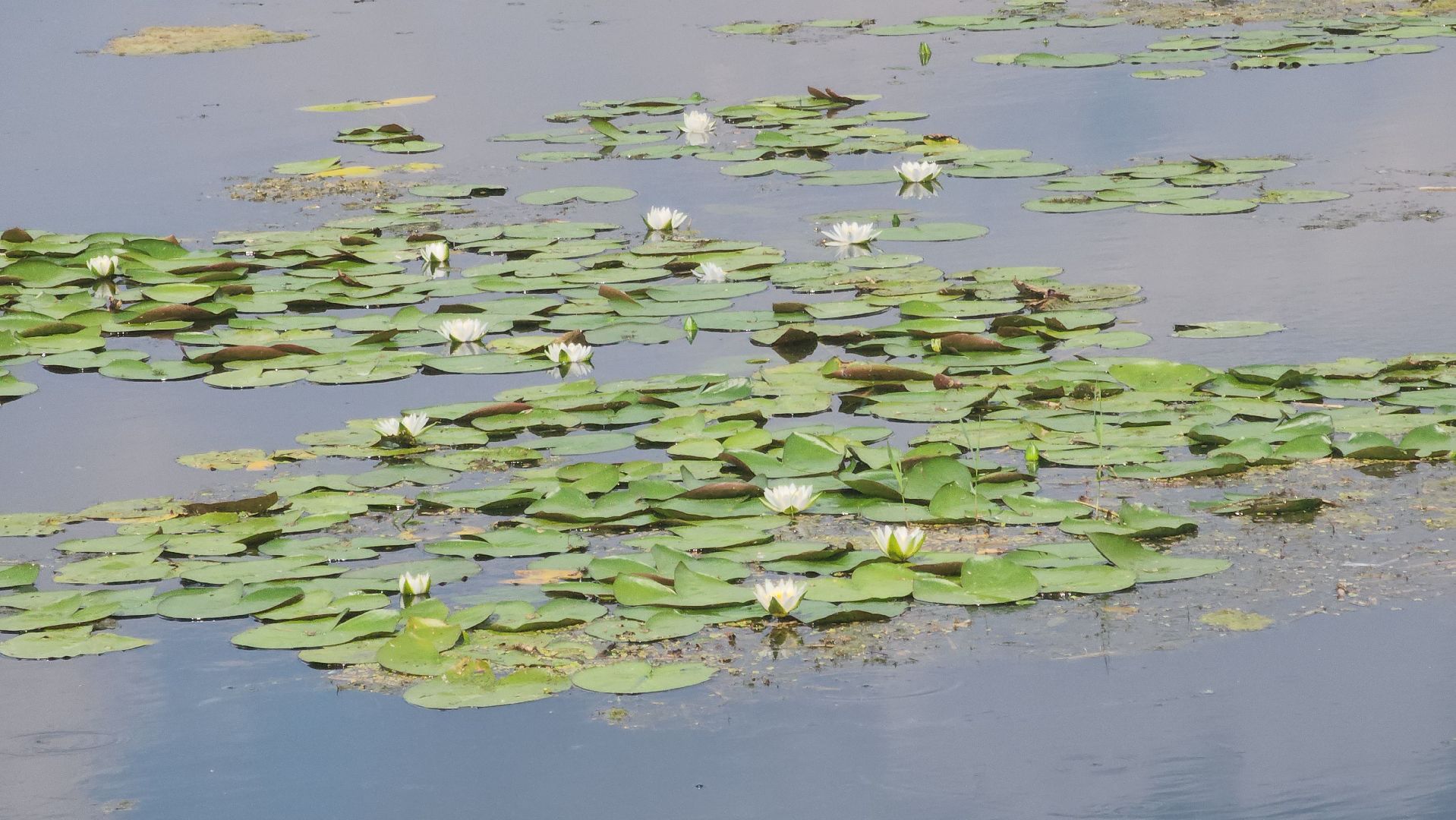 Электрогорск, Городской округ Павловский Посад, Красная книга, Цветок, Растения, Экология,