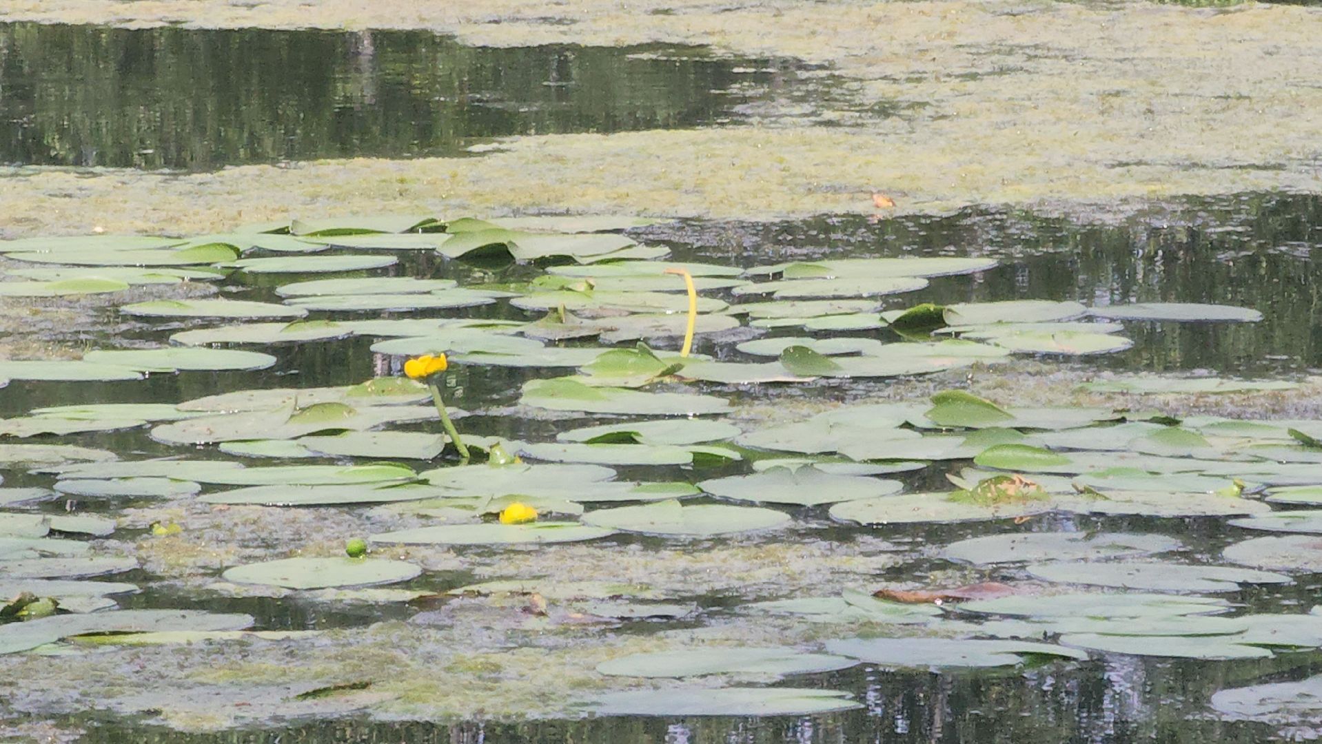 Электрогорск, Городской округ Павловский Посад, Красная книга, Цветок, Растения, Экология,