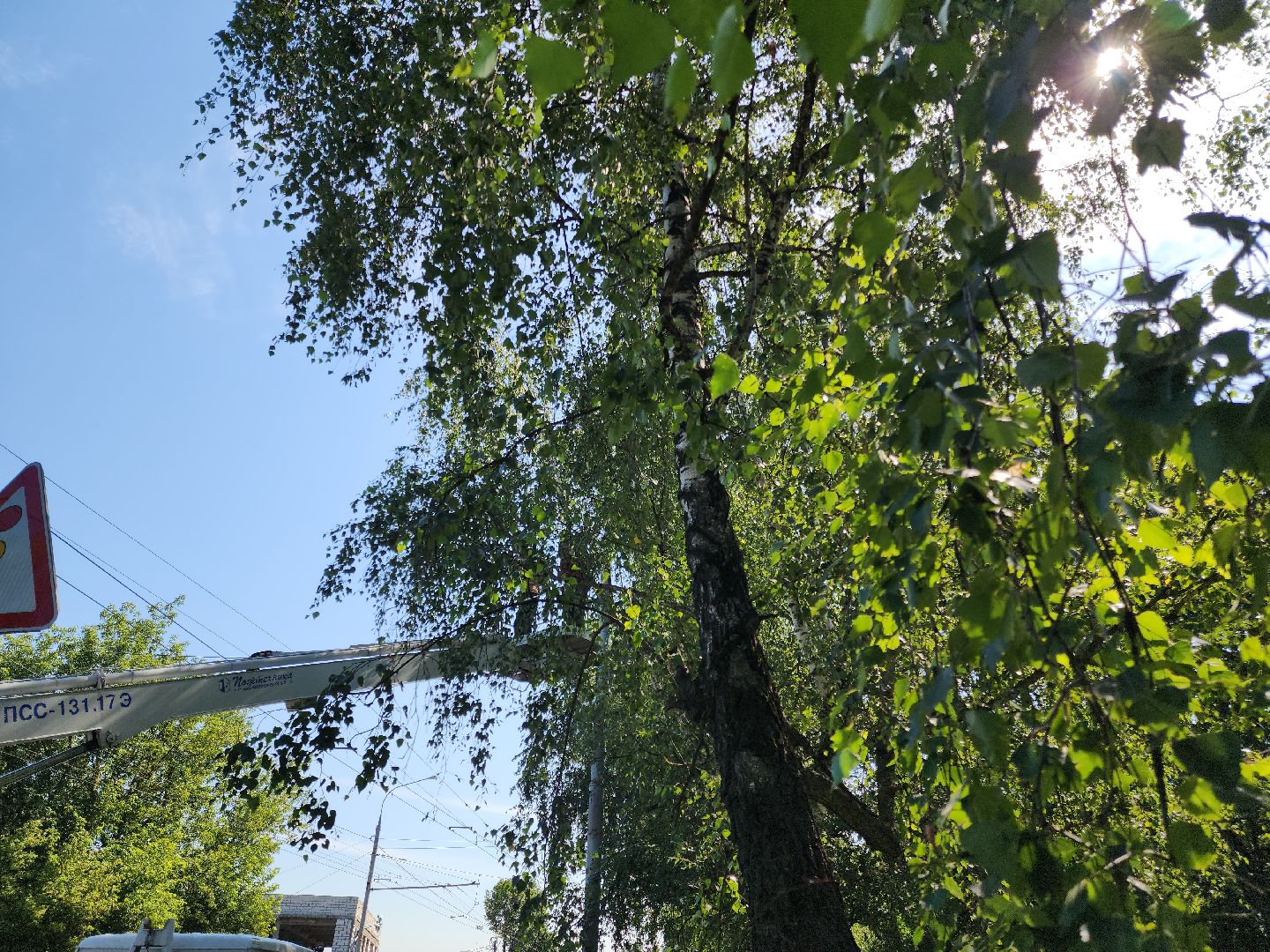 Опиловка деревьев, Подольск, Муниципальное предприятие благоустройства, Березы,