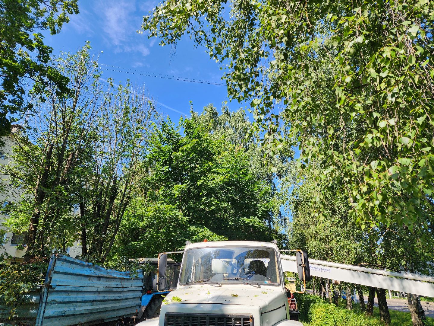 Опиловка деревьев, Подольск, Муниципальное предприятие благоустройства, Березы,