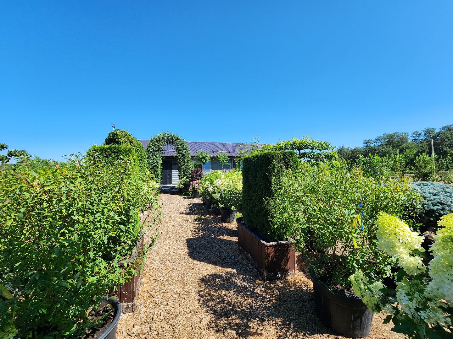 волоколамск, работа, растения,