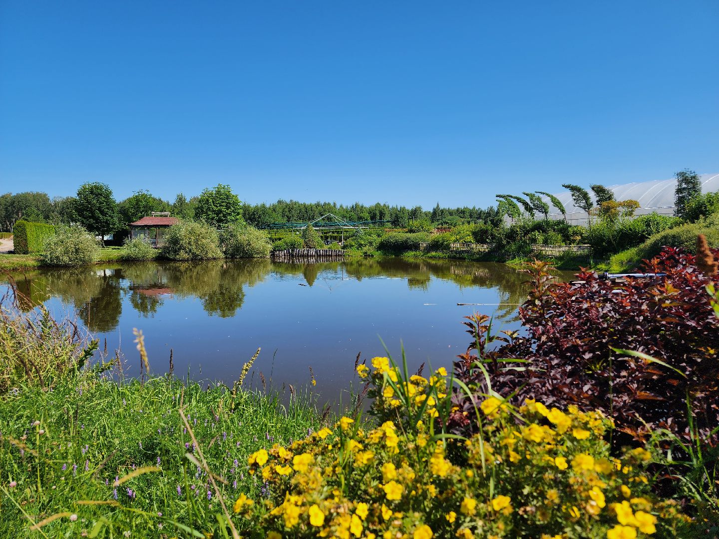 волоколамск, работа, растения,