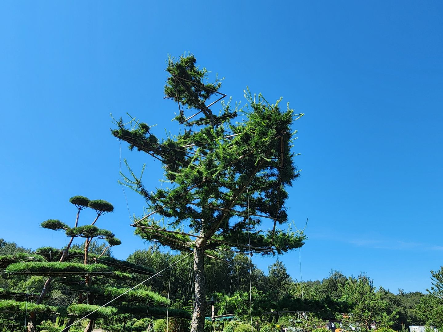 волоколамск, работа, растения,