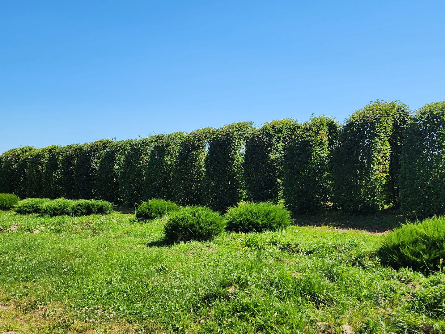 волоколамск, работа, растения,