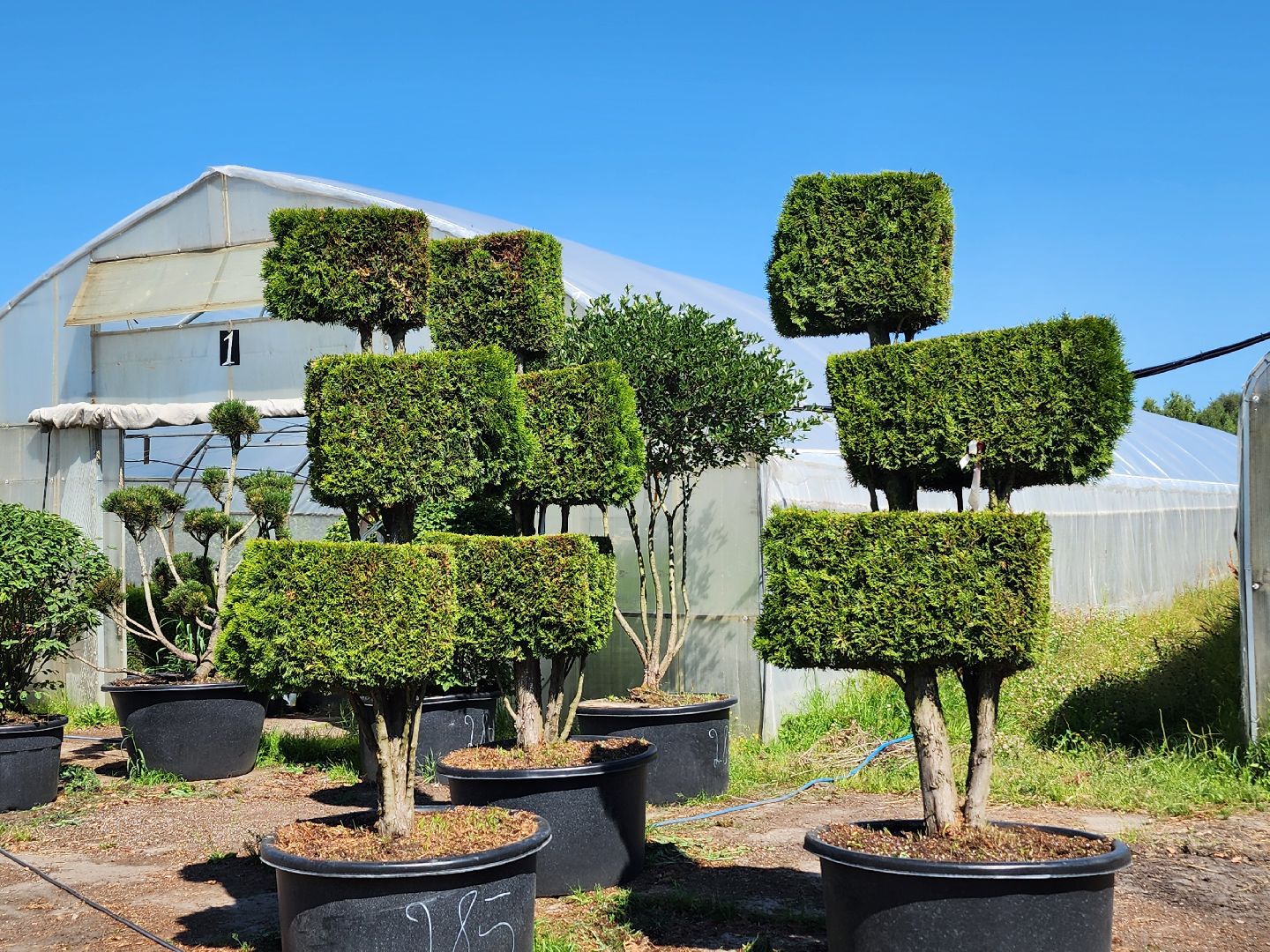 волоколамск, работа, растения,