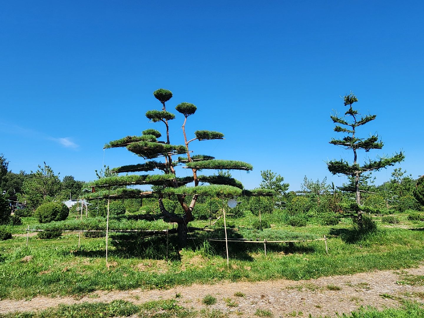 волоколамск, работа, растения,