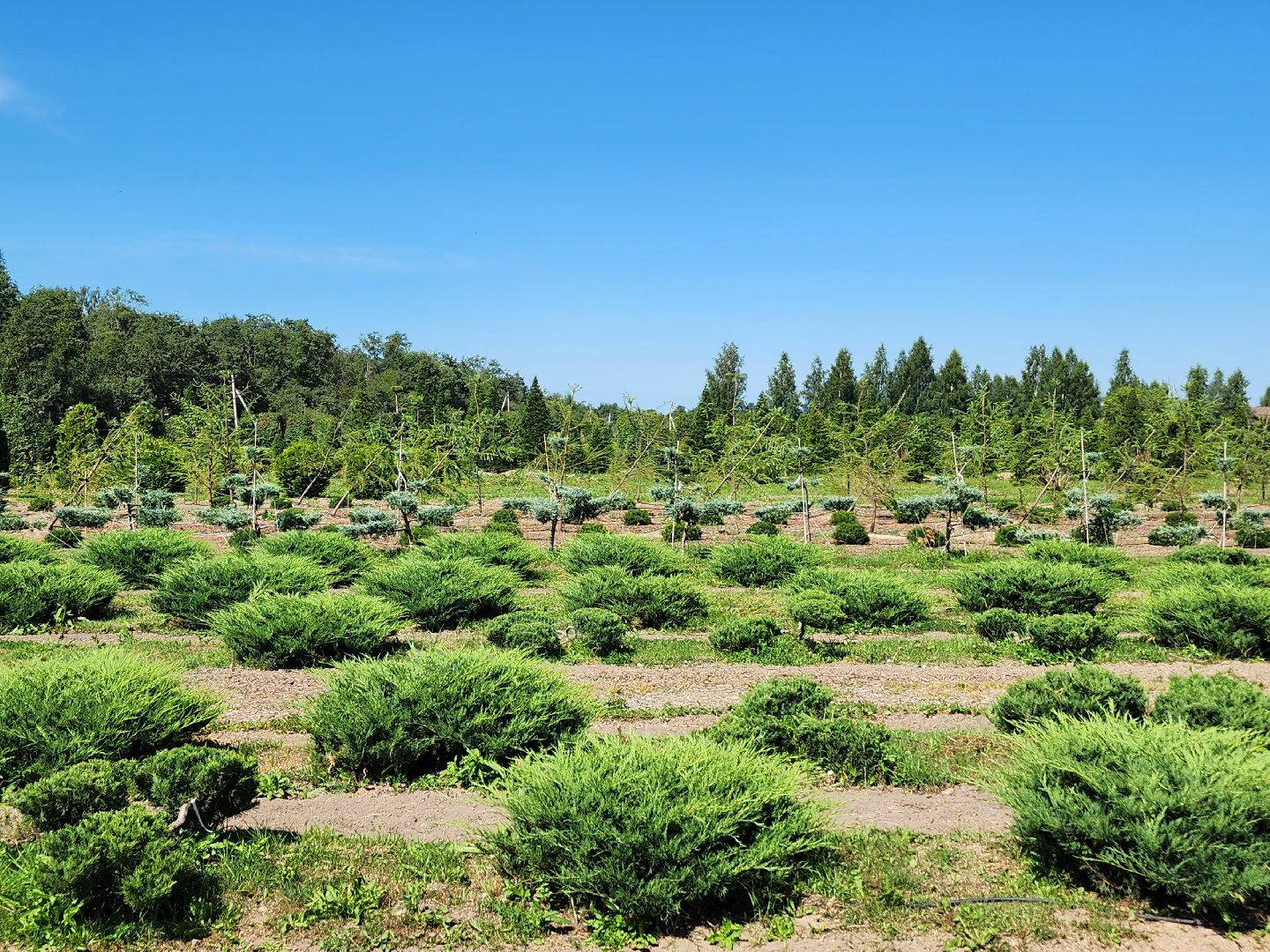 волоколамск, работа, растения,