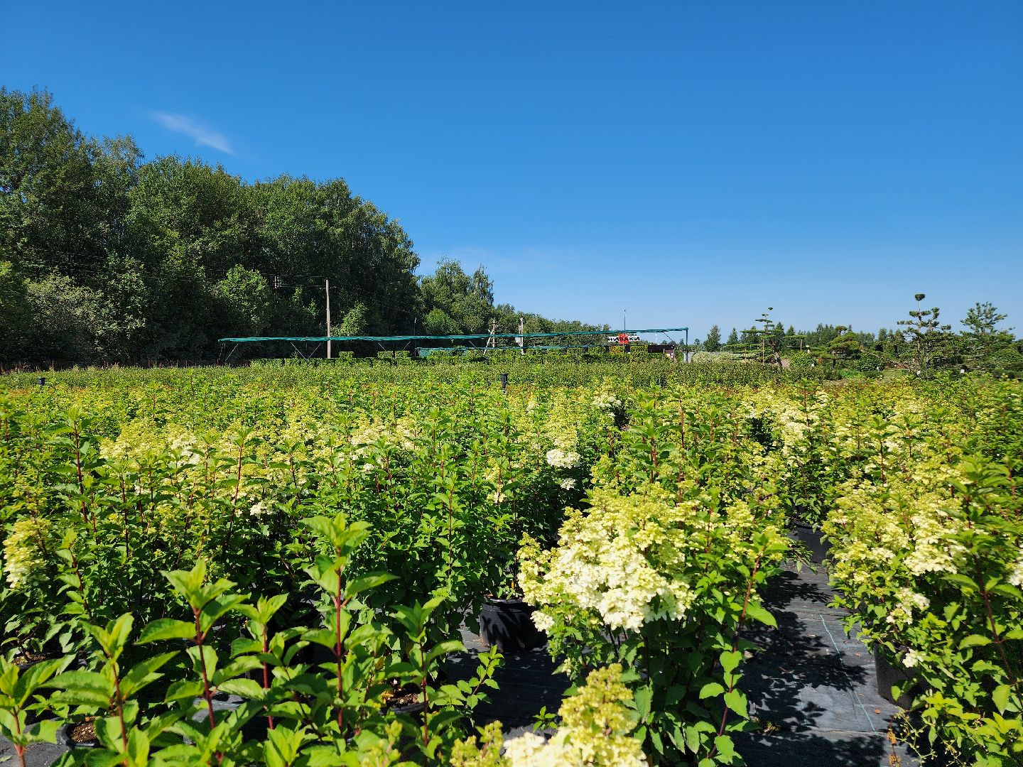 волоколамск, работа, растения,