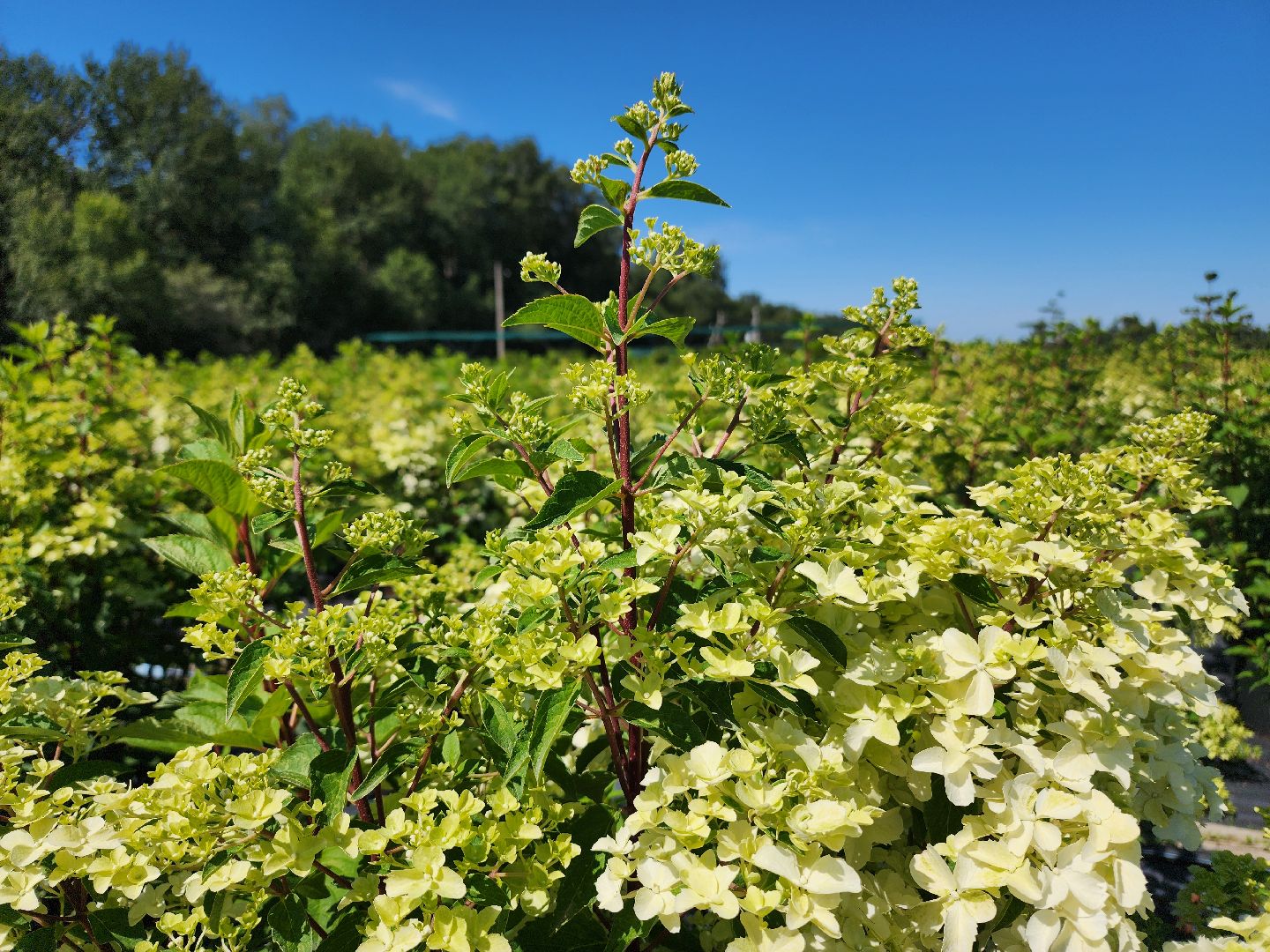 волоколамск, работа, растения,