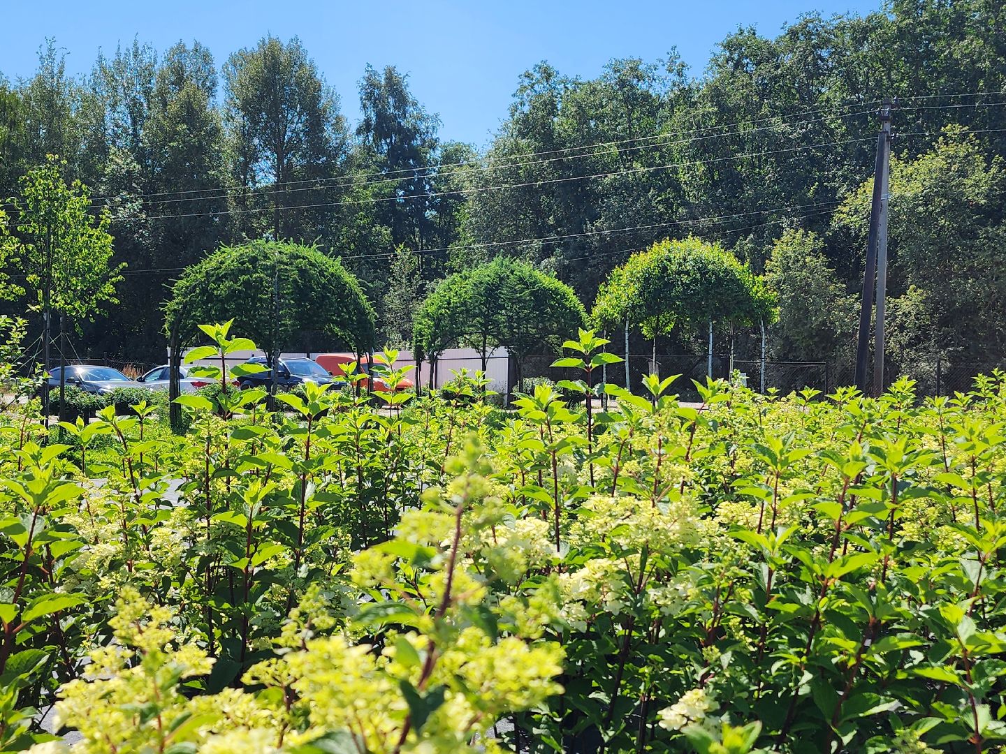 волоколамск, работа, растения,