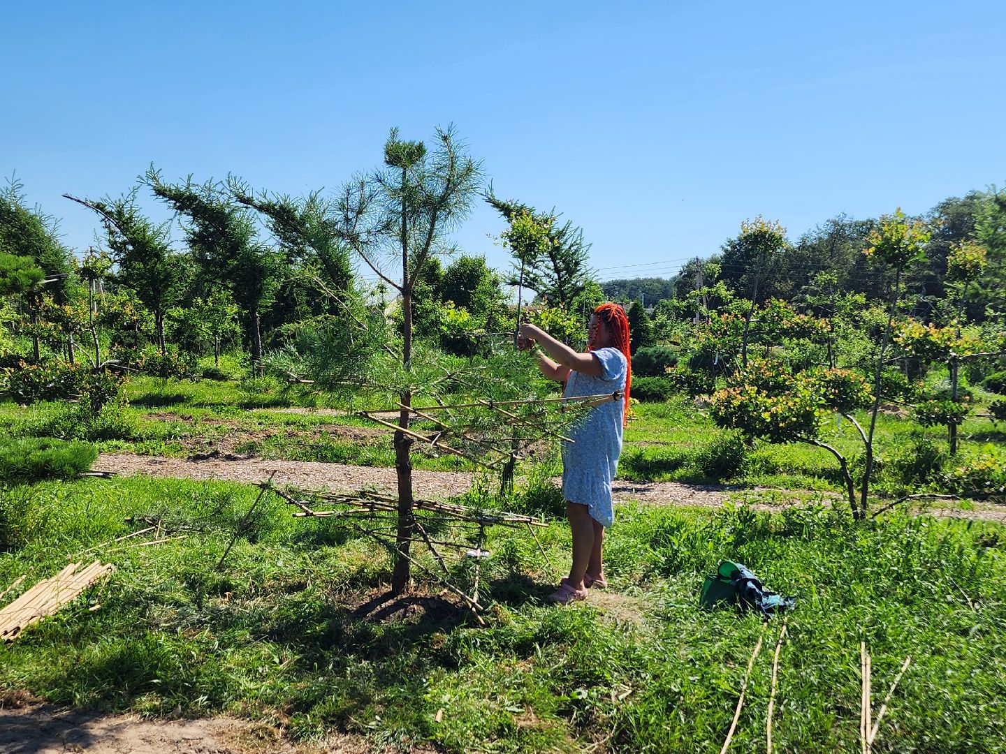 волоколамск, работа, растения,