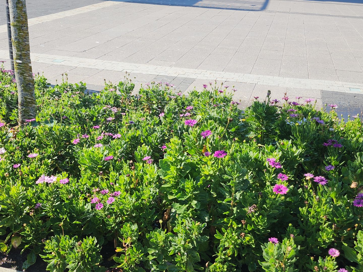 цветы, благоустройство, цветники, клумбы,