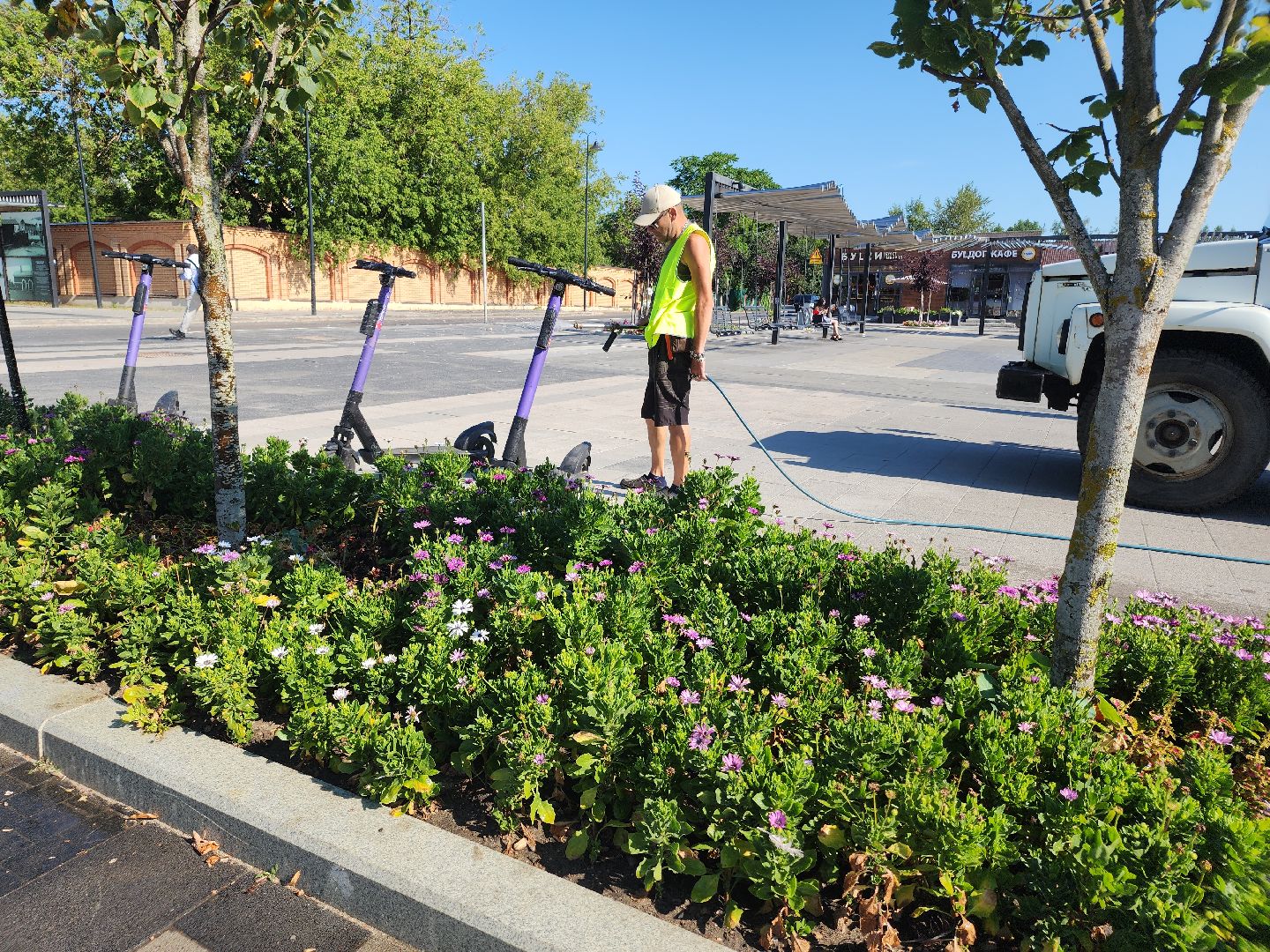 цветы, благоустройство, цветники, клумбы,