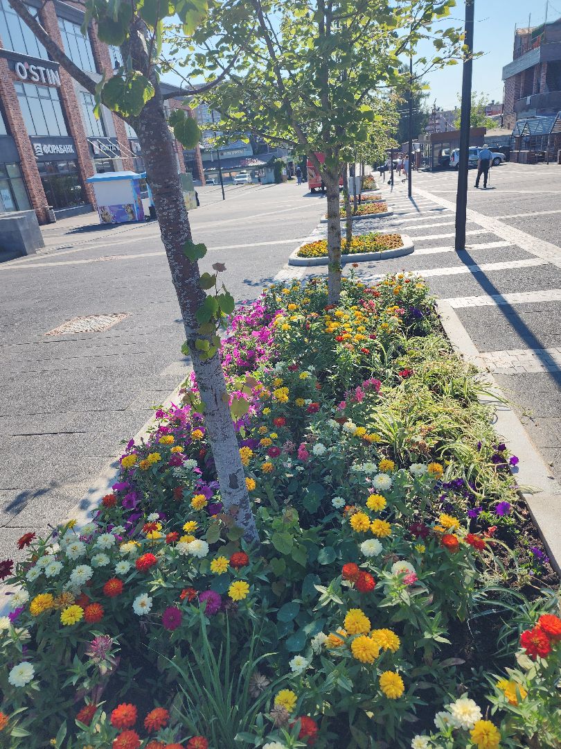 цветы, благоустройство, цветники, клумбы,