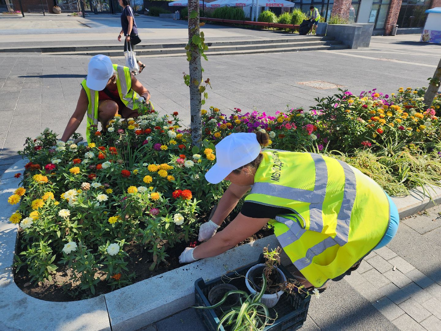 цветы, благоустройство, цветники, клумбы,