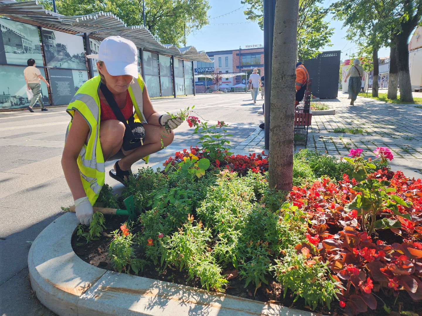 цветы, благоустройство, цветники, клумбы,