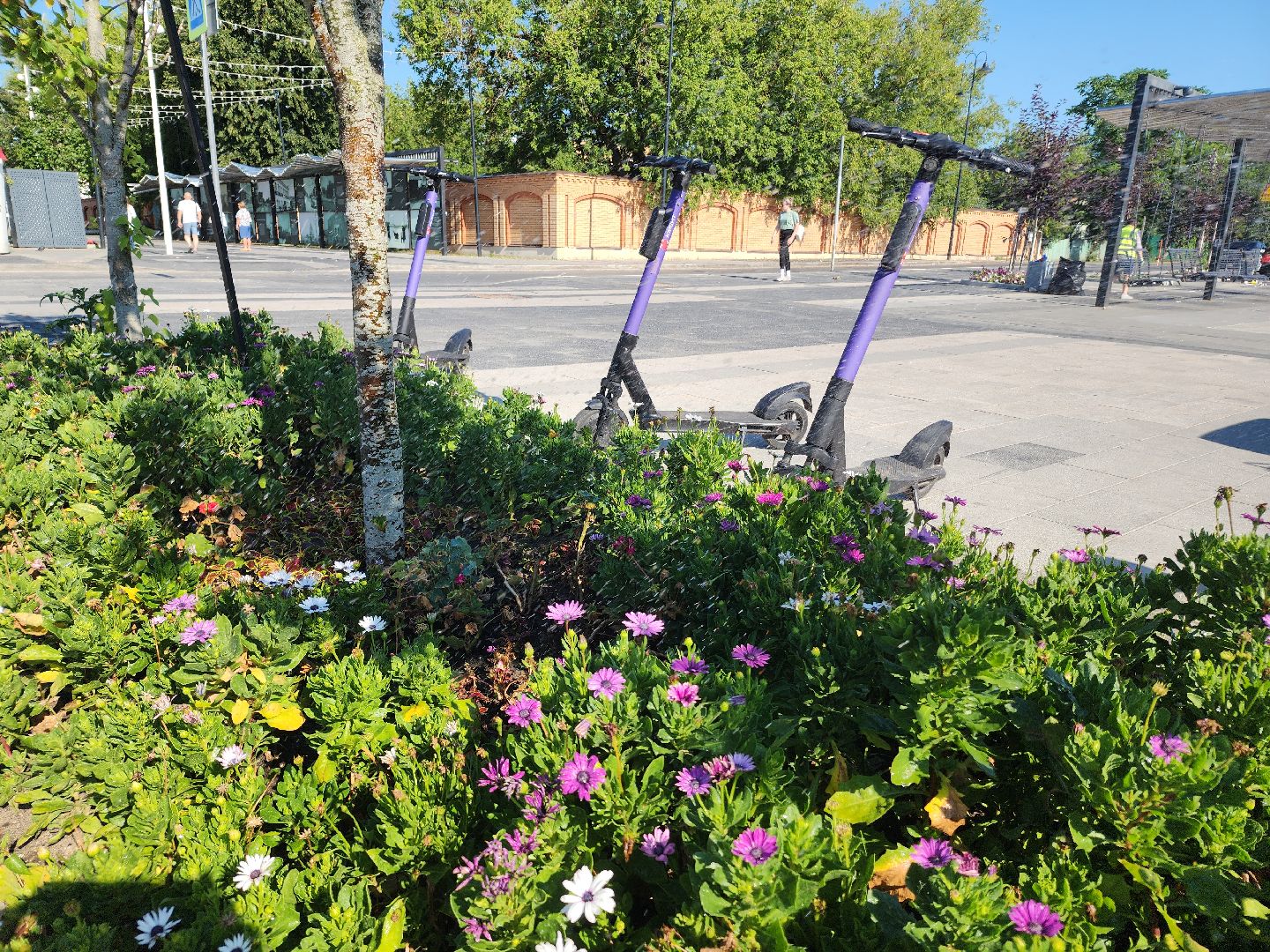 цветы, благоустройство, цветники, клумбы,