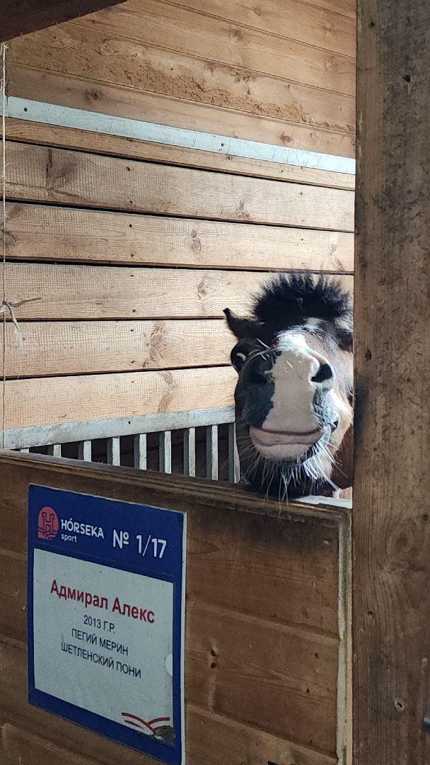 Иваново поле, Международный конный фестиваль, лошади, село Ивановское, городской округ Черноголовка,