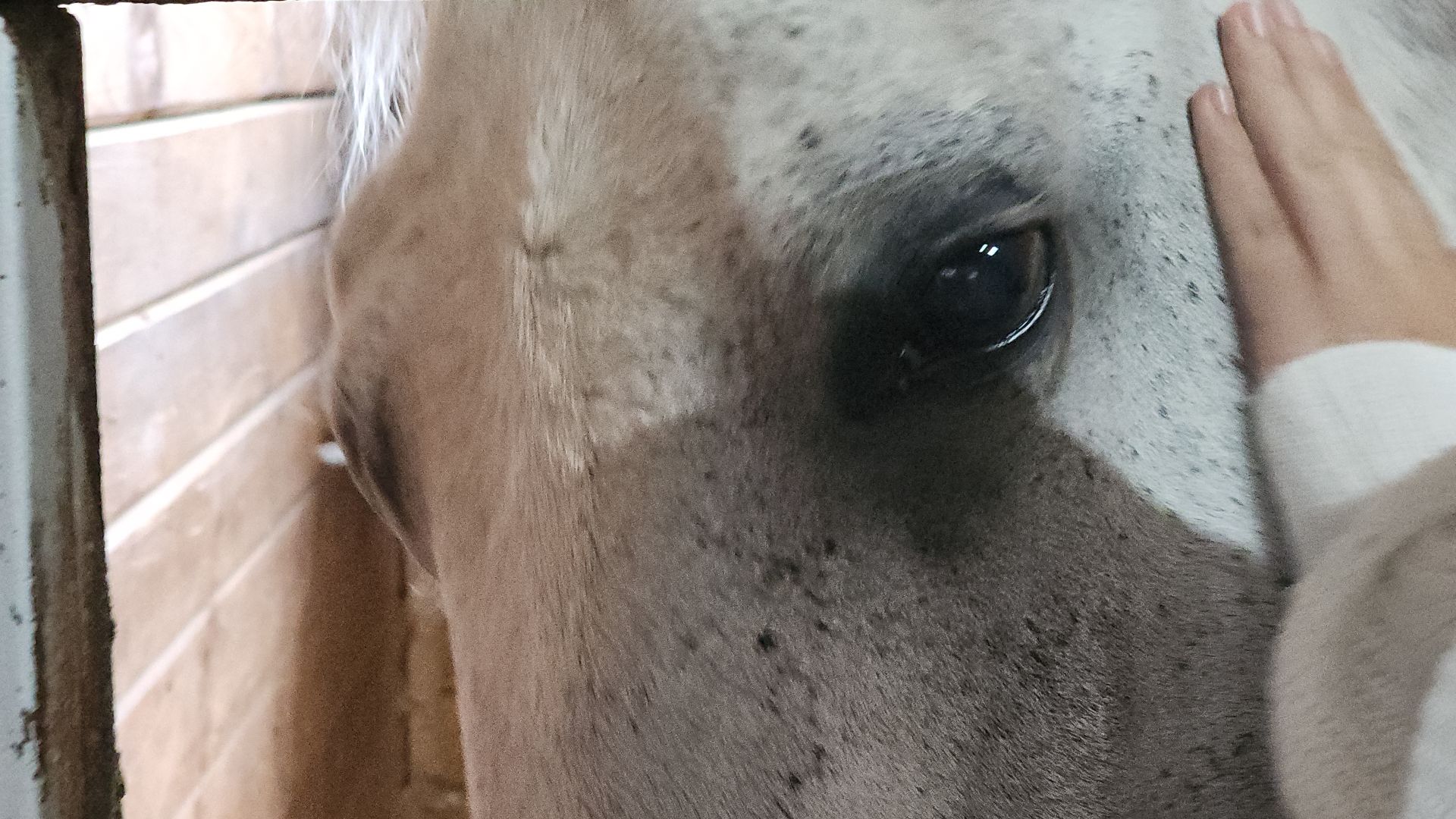 Иваново поле, Международный конный фестиваль, лошади, село Ивановское, городской округ Черноголовка,