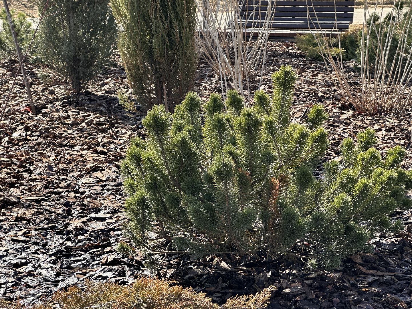 Одинцово, Союзный, Благоустройство, Парки Подмосковья