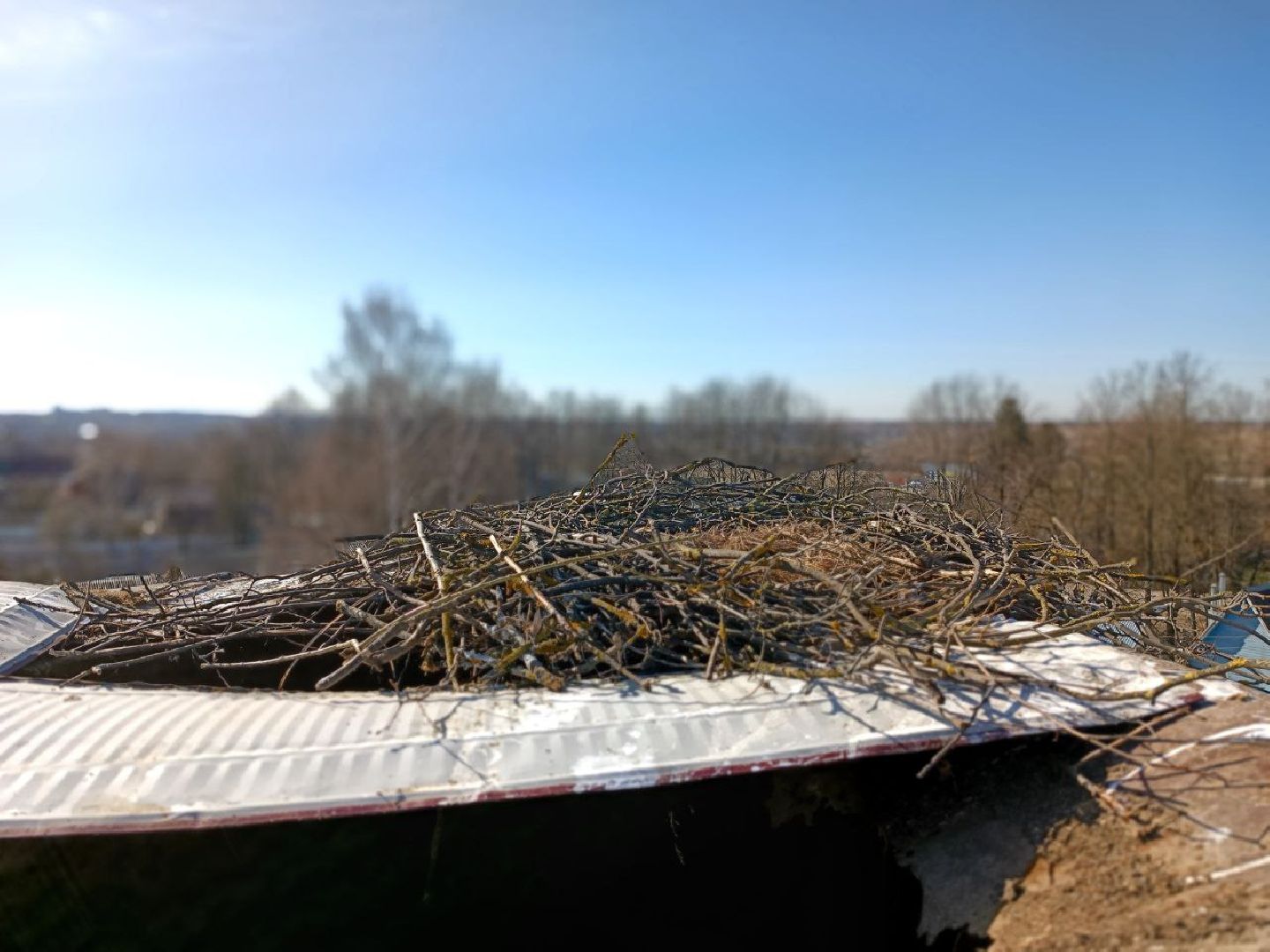 Можайск, Можайскийгородскойокруг, Подмосковье, экология, аисты, гнездо, спасли, краснокнижныептицы