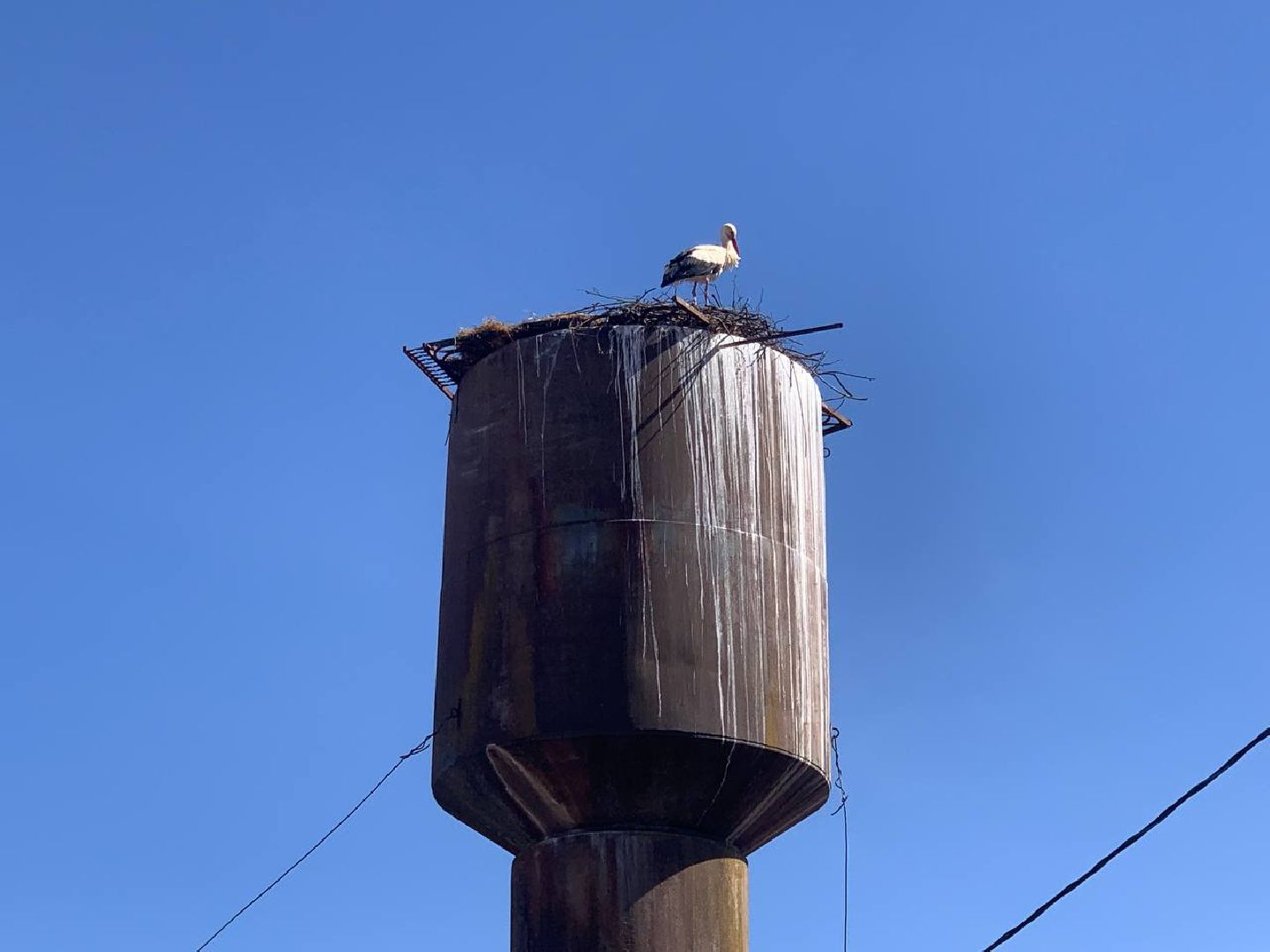 Можайск, Можайскийгородскойокруг, Подмосковье, экология, аисты, гнездо, спасли, краснокнижныептицы