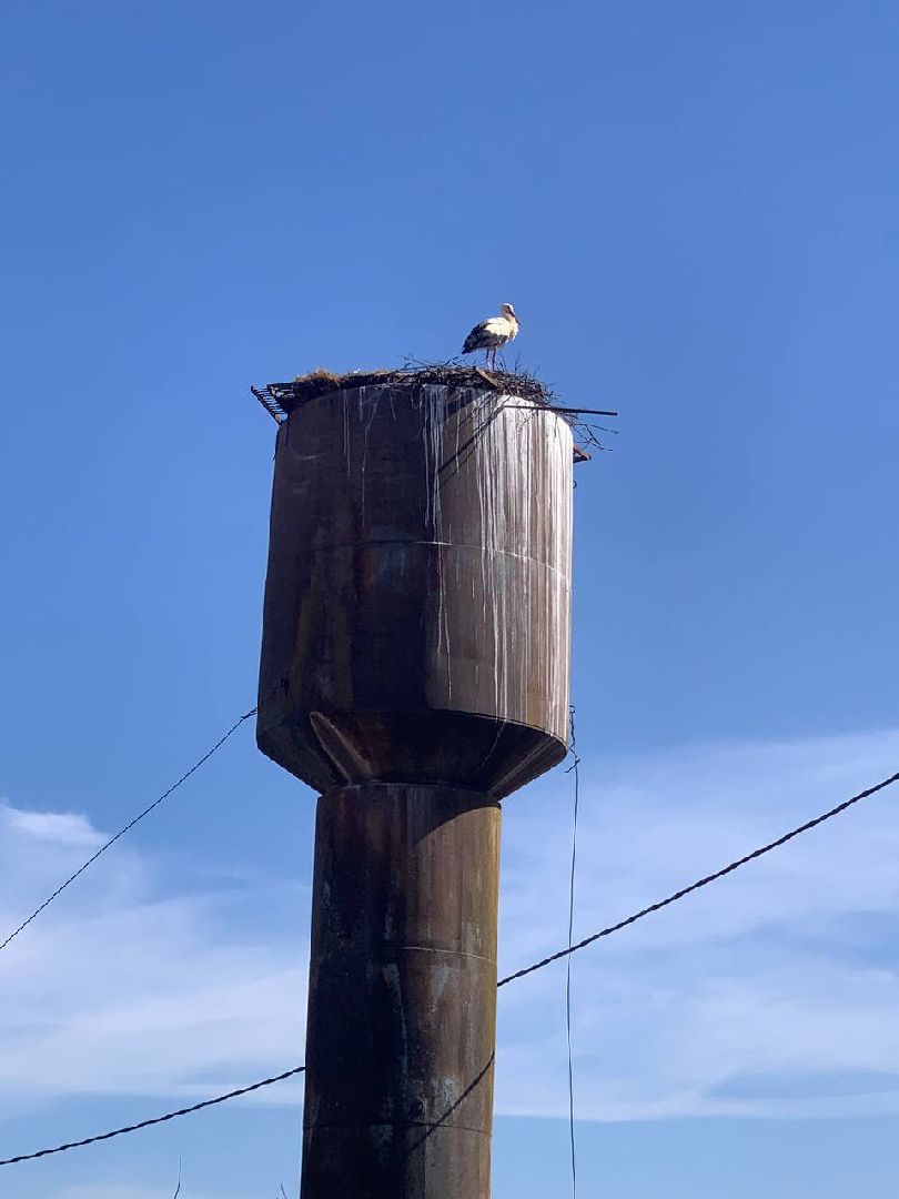 Можайск, Можайскийгородскойокруг, Подмосковье, экология, аисты, гнездо, спасли, краснокнижныептицы