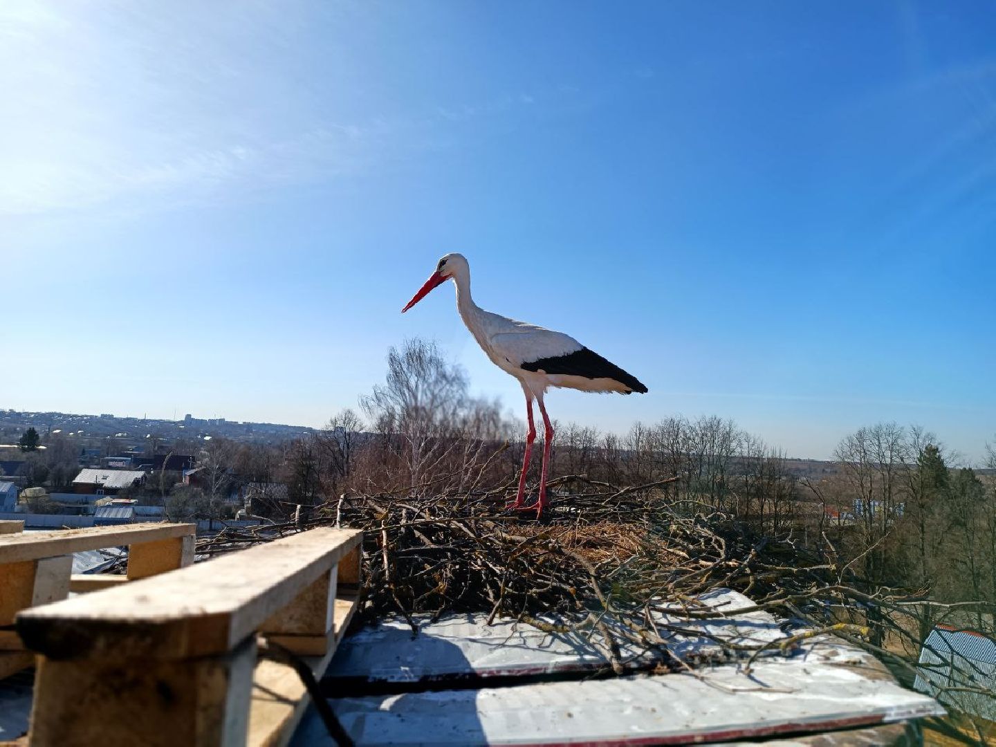 Можайск, Можайскийгородскойокруг, Подмосковье, экология, аисты, гнездо, спасли, краснокнижныептицы