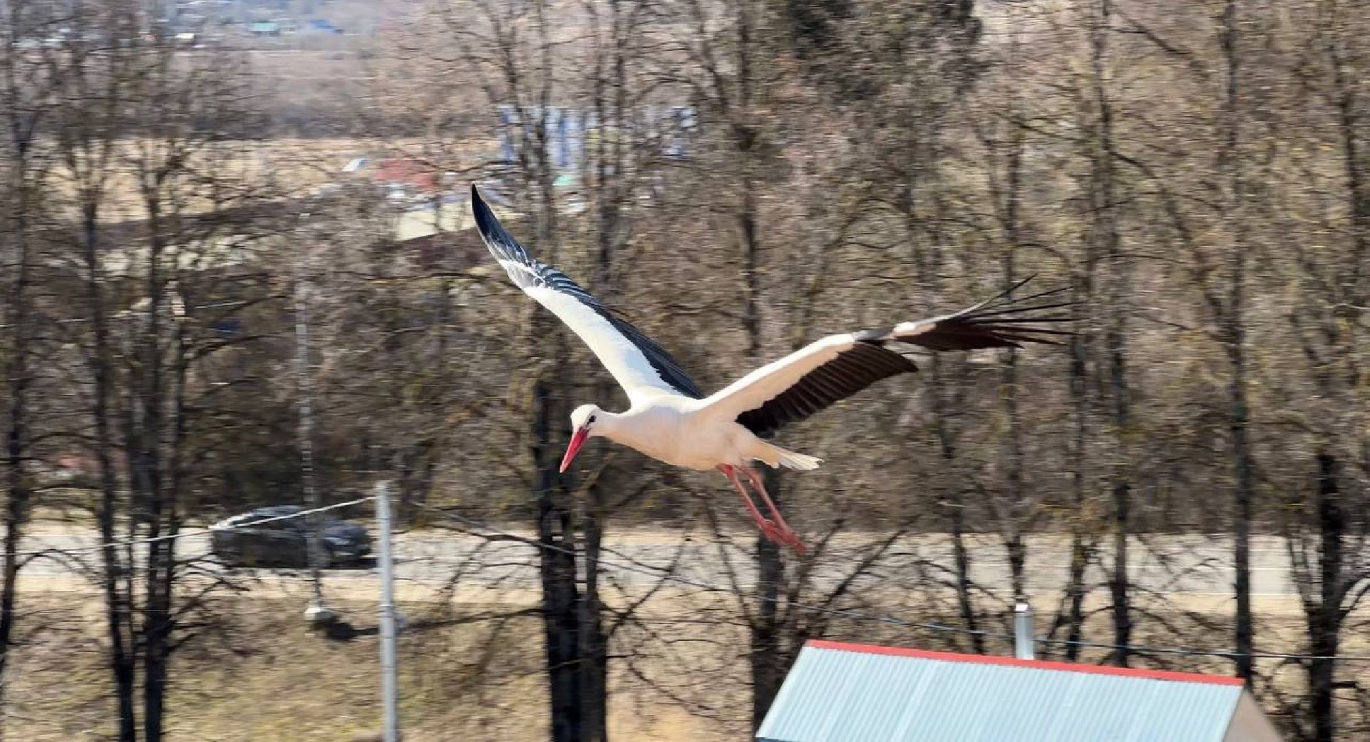 Можайск, Можайскийгородскойокруг, Подмосковье, экология, аисты, гнездо, спасли, краснокнижныептицы