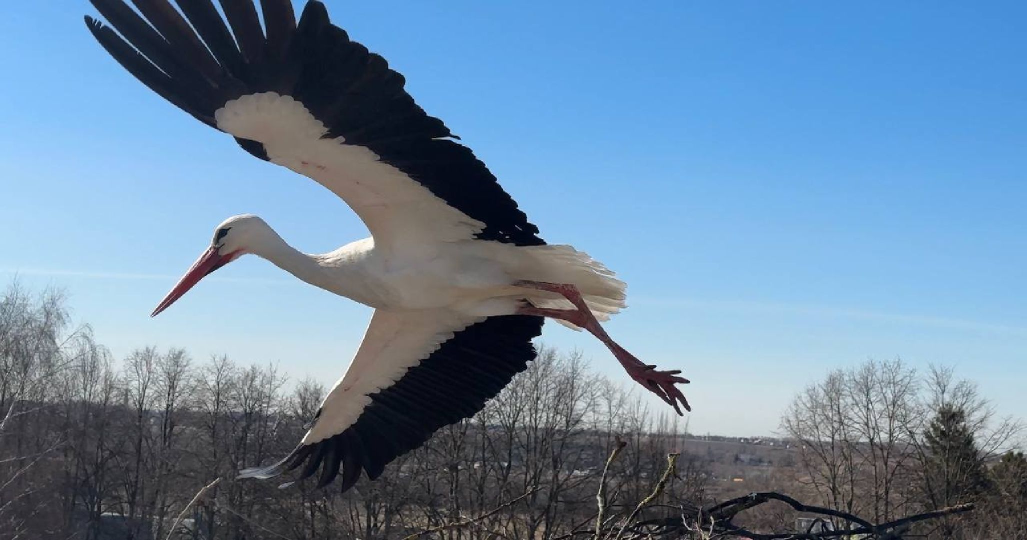 Можайск, Можайскийгородскойокруг, Подмосковье, экология, аисты, гнездо, спасли, краснокнижныептицы