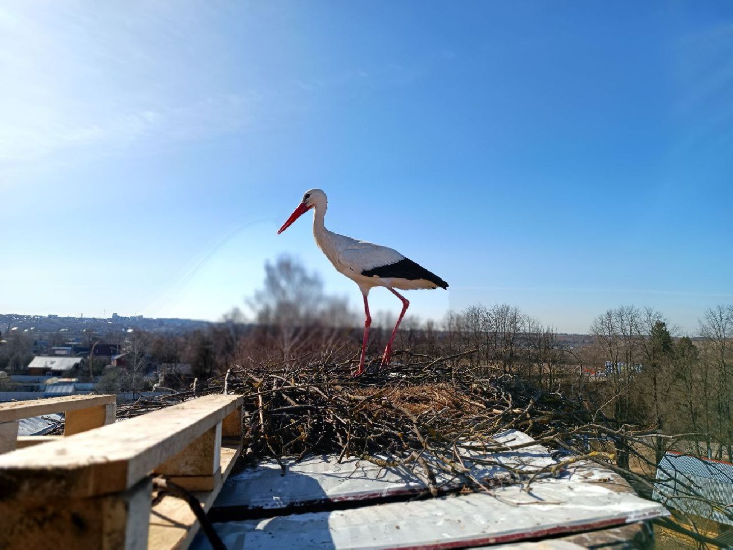 Можайск, Можайскийгородскойокруг, Подмосковье, экология, аисты, гнездо, спасли, краснокнижныептицы